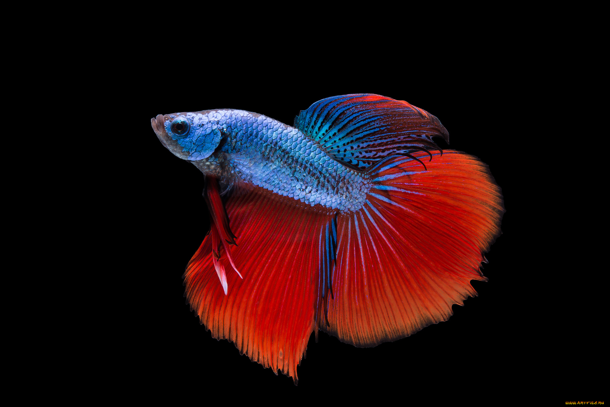 животные, рыбы, рыбка