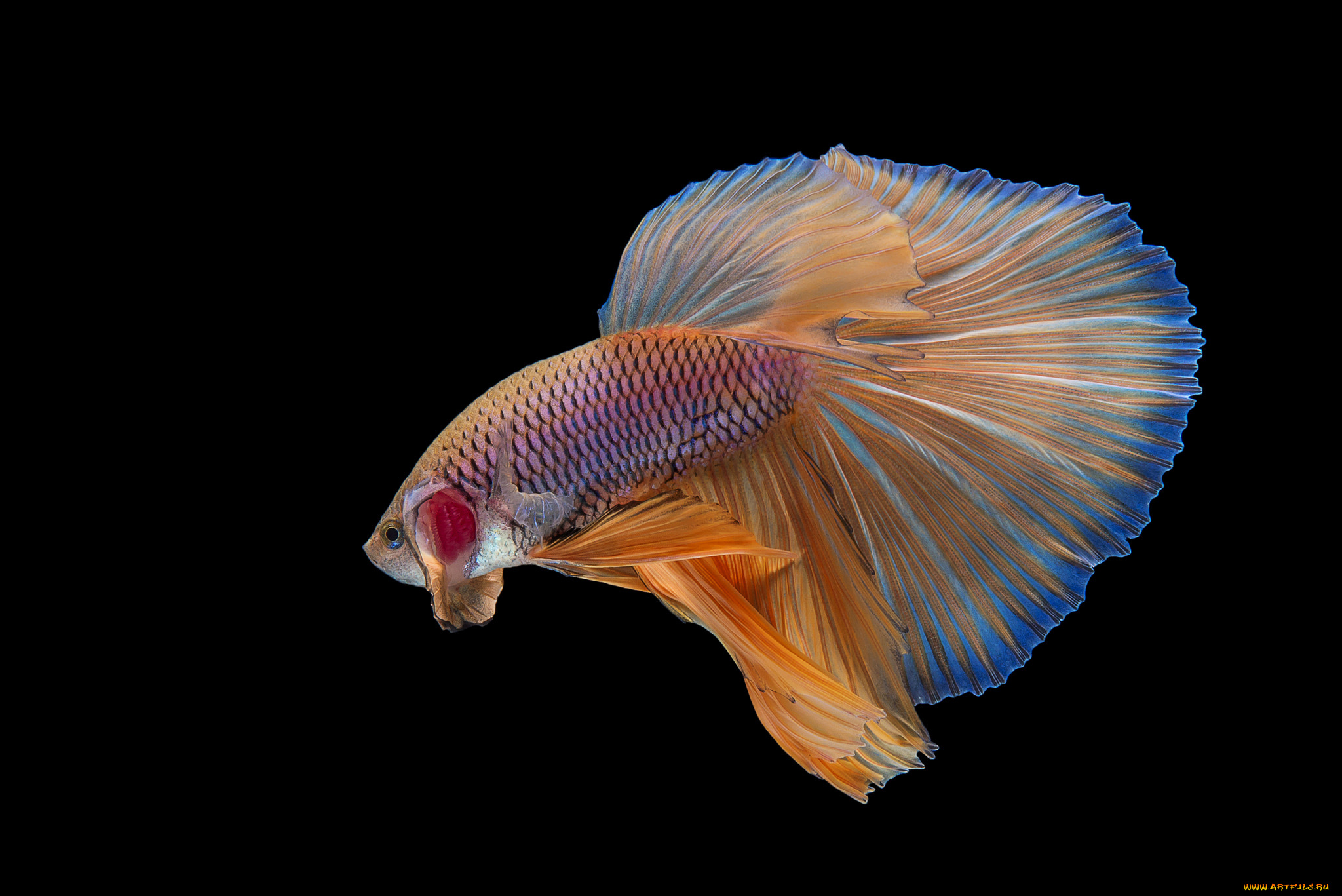 животные, рыбы, рыбка