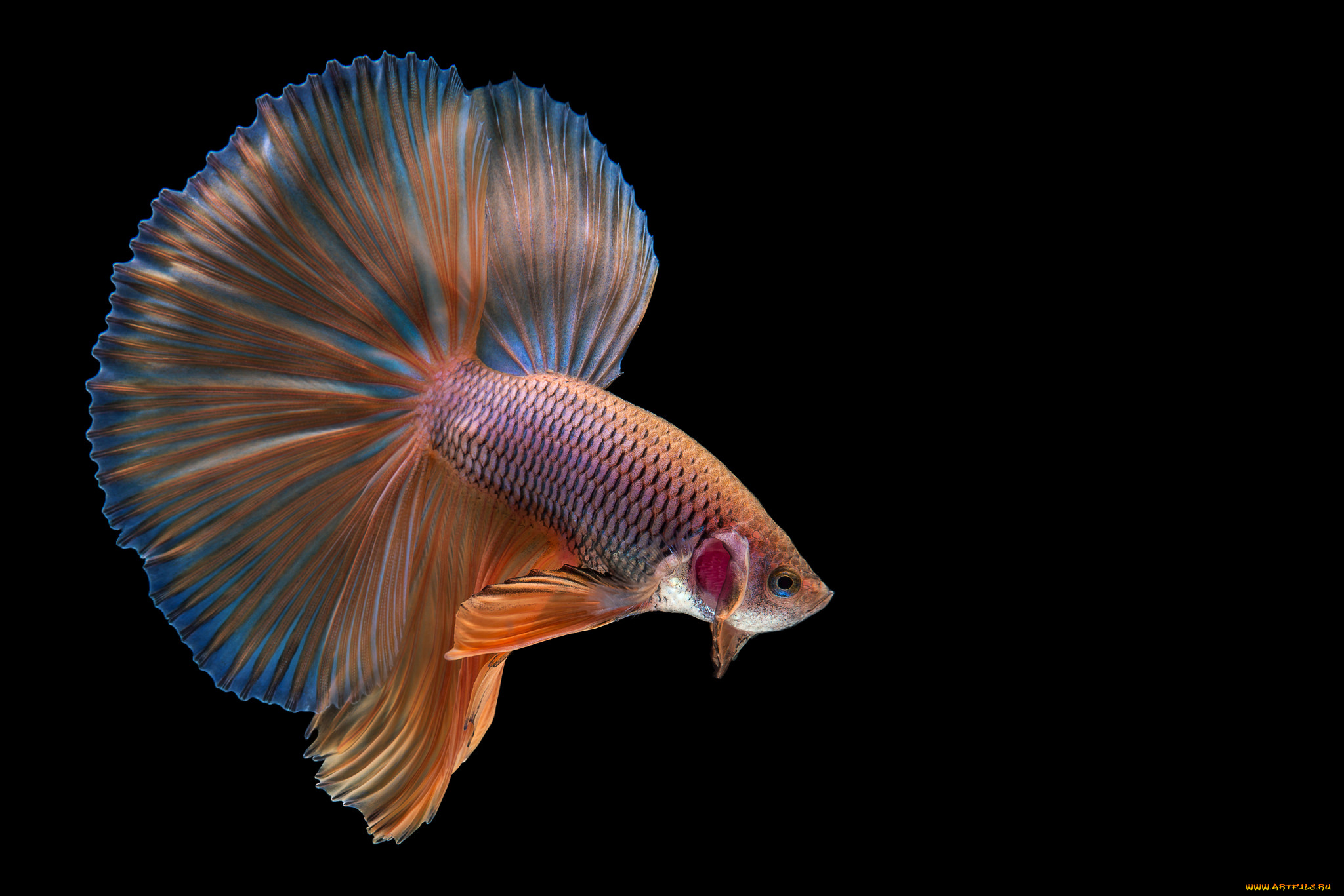 животные, рыбы, рыбка