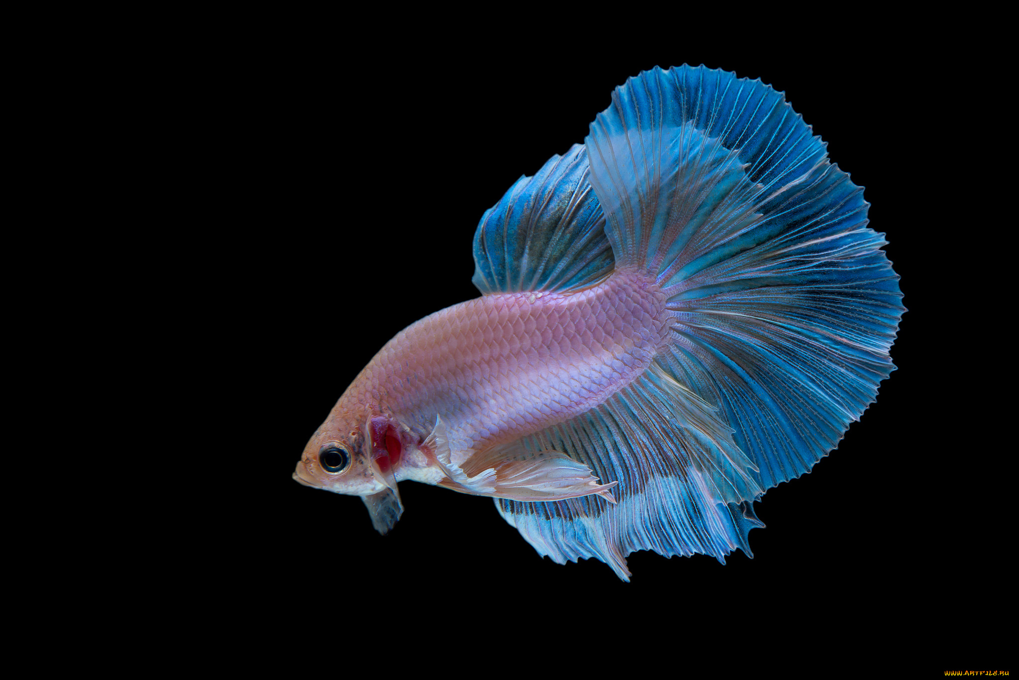 животные, рыбы, рыбка