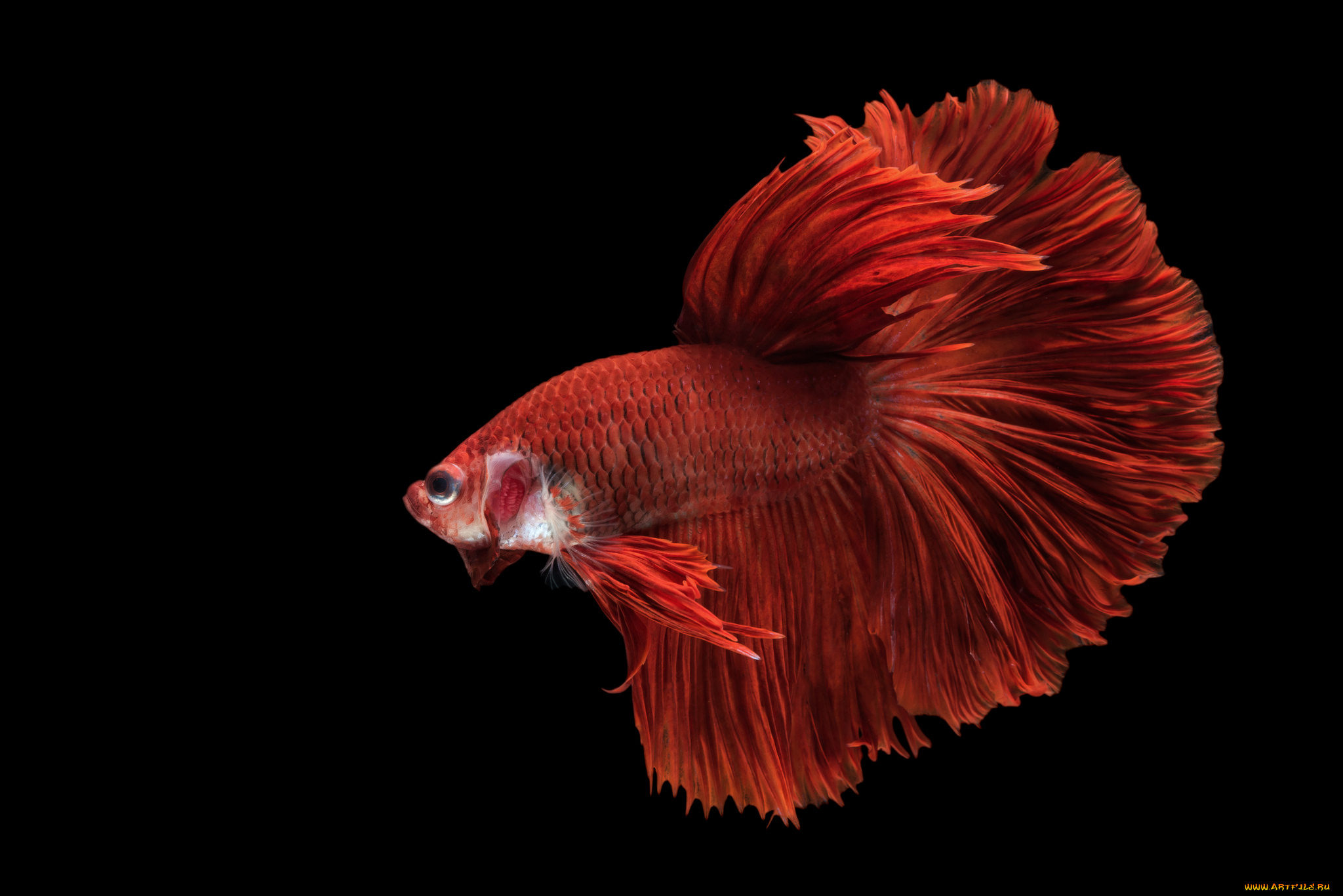 животные, рыбы, рыбка