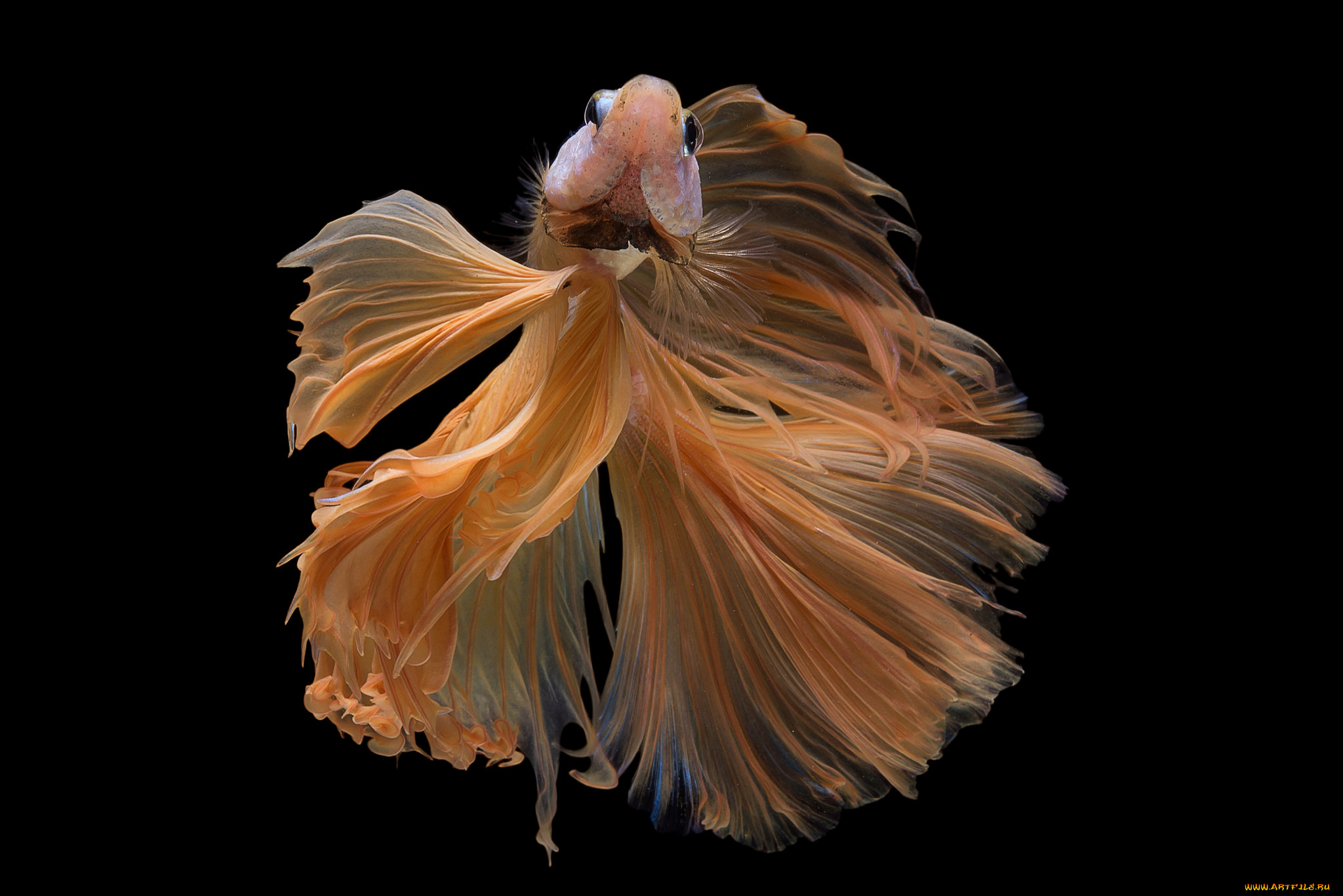 животные, рыбы, рыбка