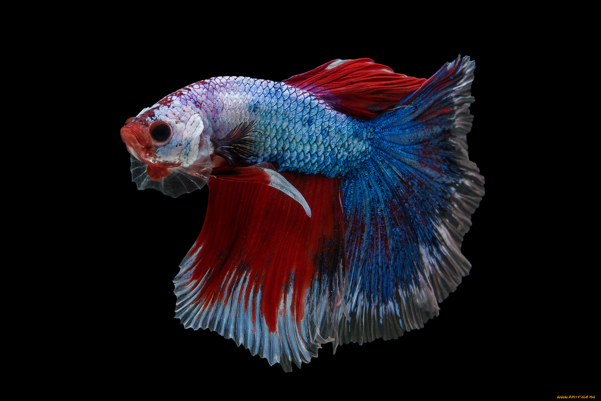 животные, рыбы, рыбка