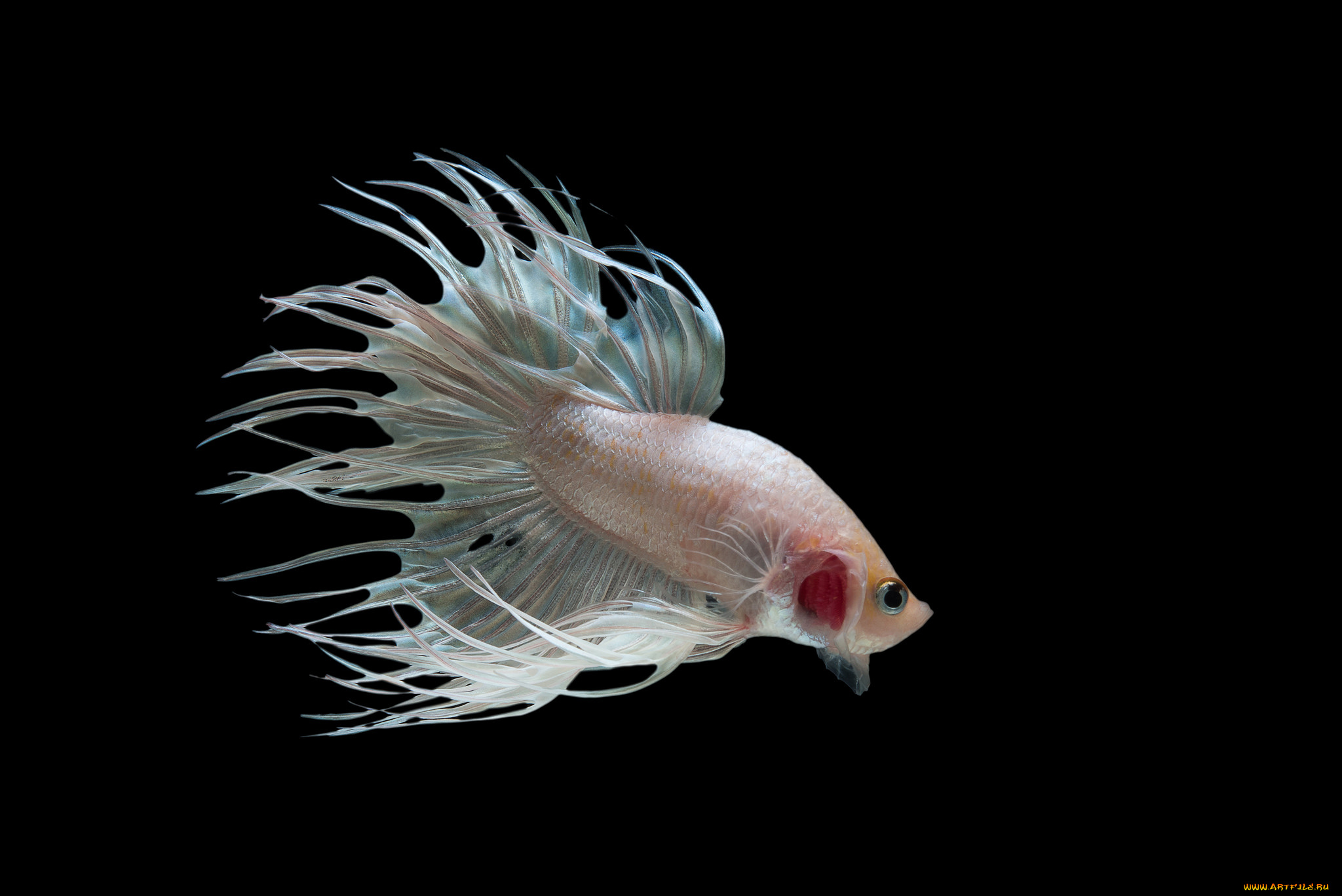 животные, рыбы, рыбка