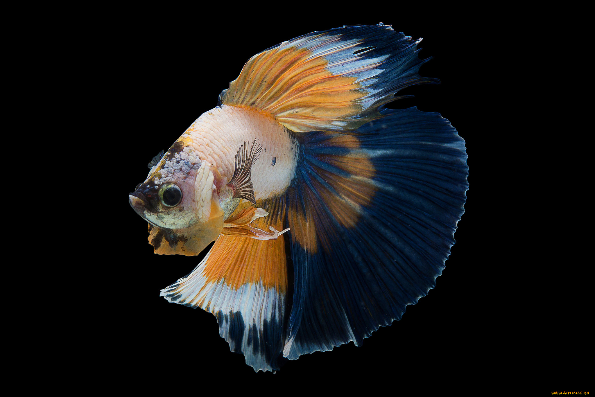 животные, рыбы, рыбка