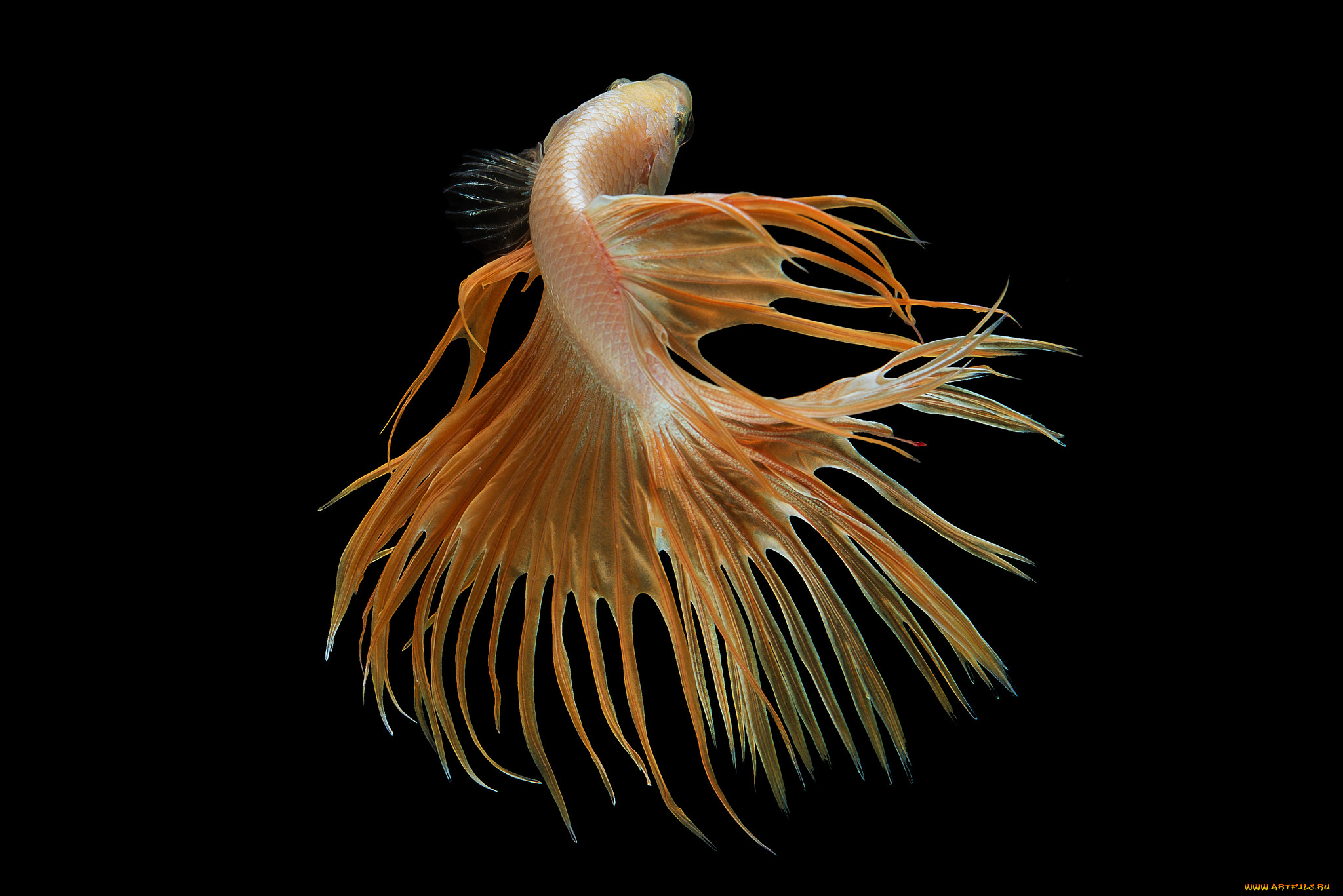 животные, рыбы, рыбка