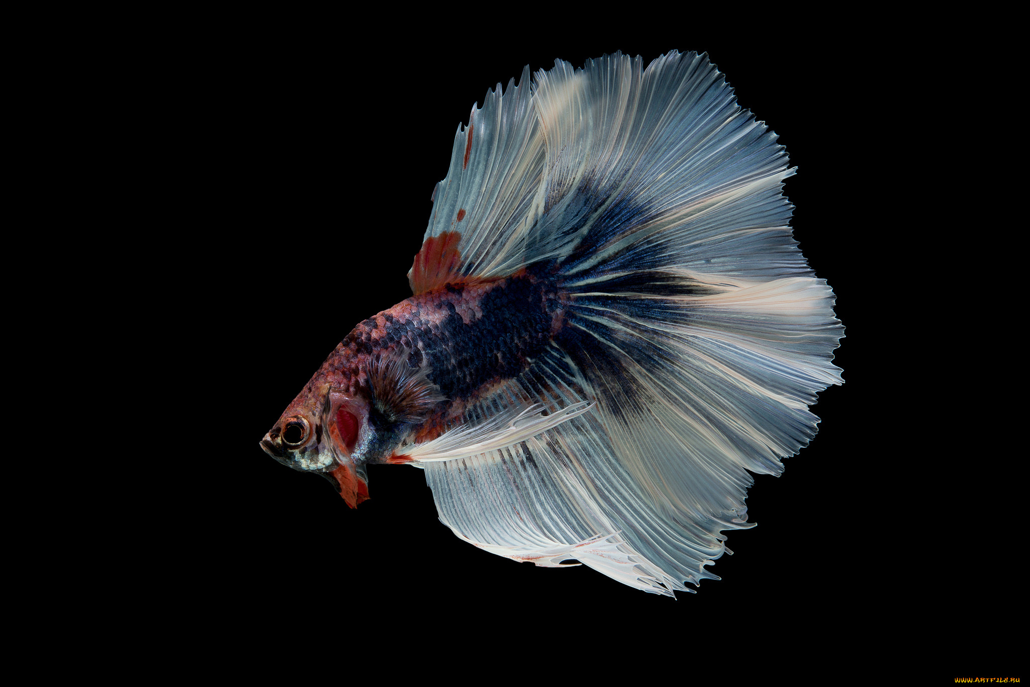 животные, рыбы, рыбка