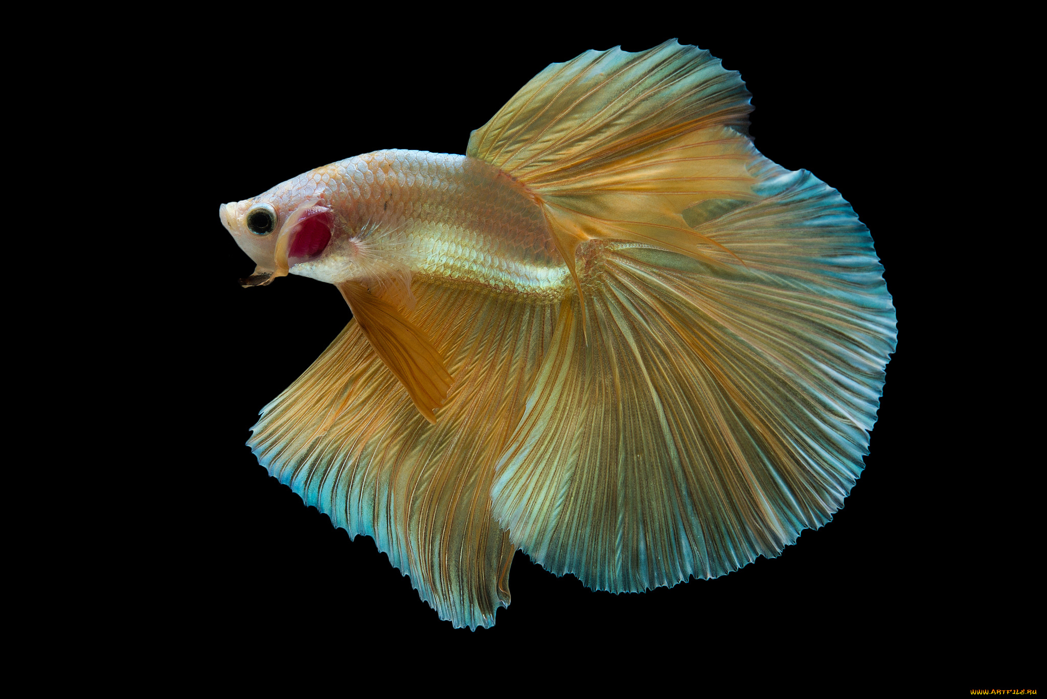 животные, рыбы, рыбка