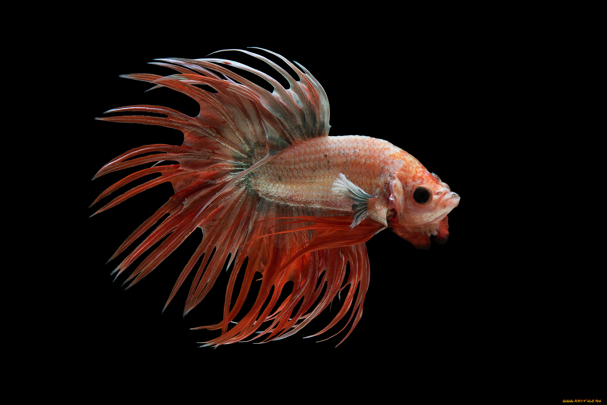 животные, рыбы, рыбка