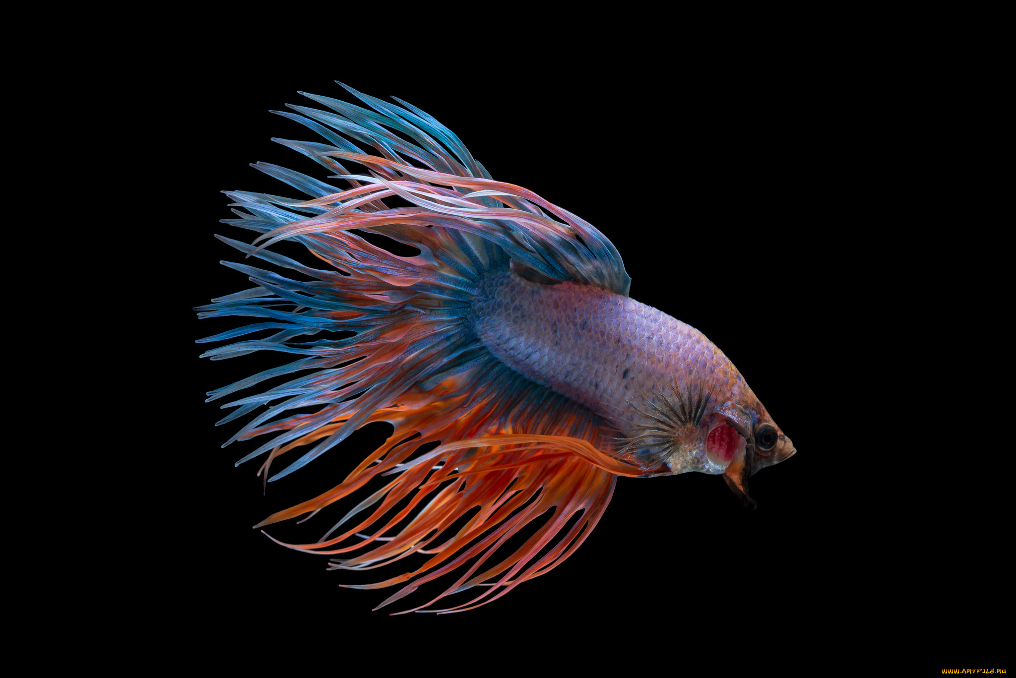 животные, рыбы, рыбка