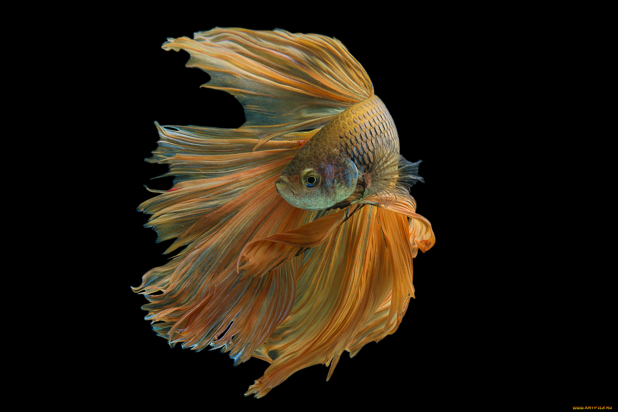 животные, рыбы, рыбка