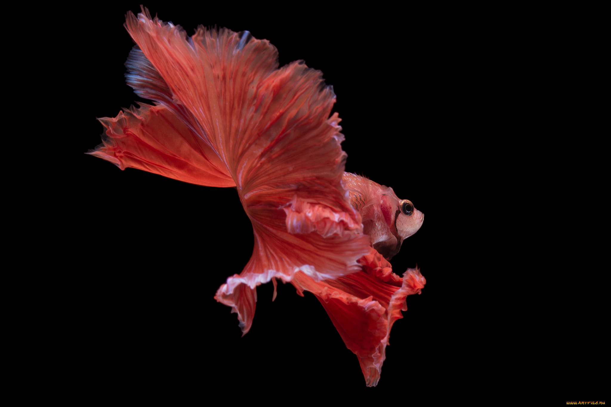 животные, рыбы, рыбка