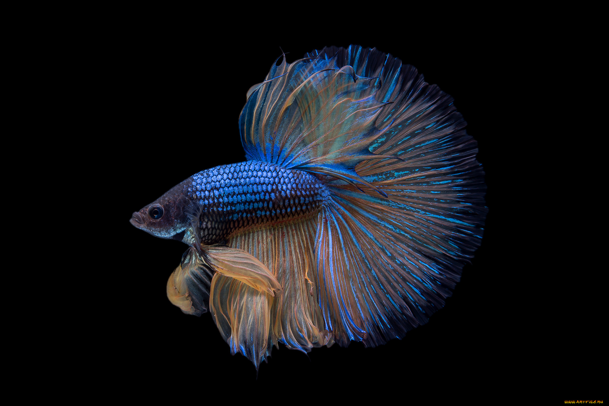 животные, рыбы, рыбка