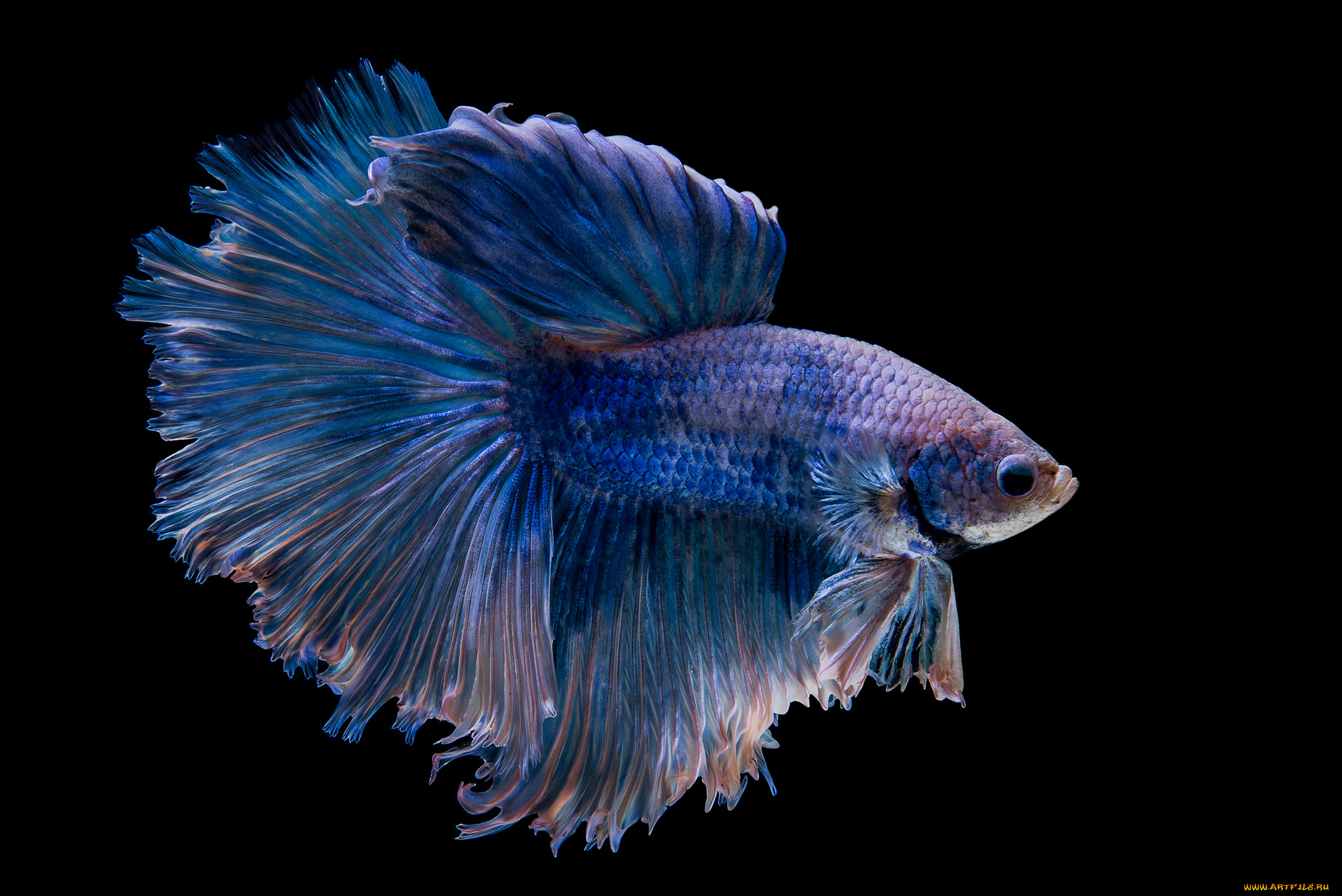 животные, рыбы, рыбка