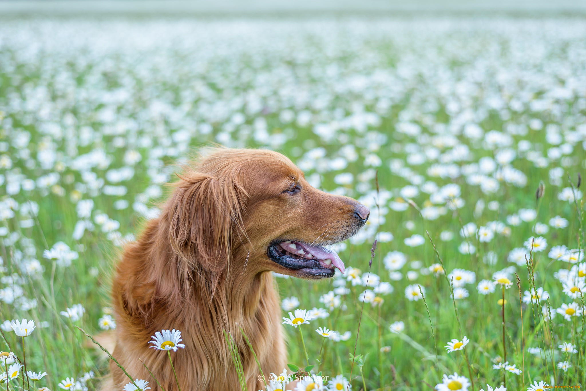 животные, собаки, животное, порода, шерсть, окрас, собака
