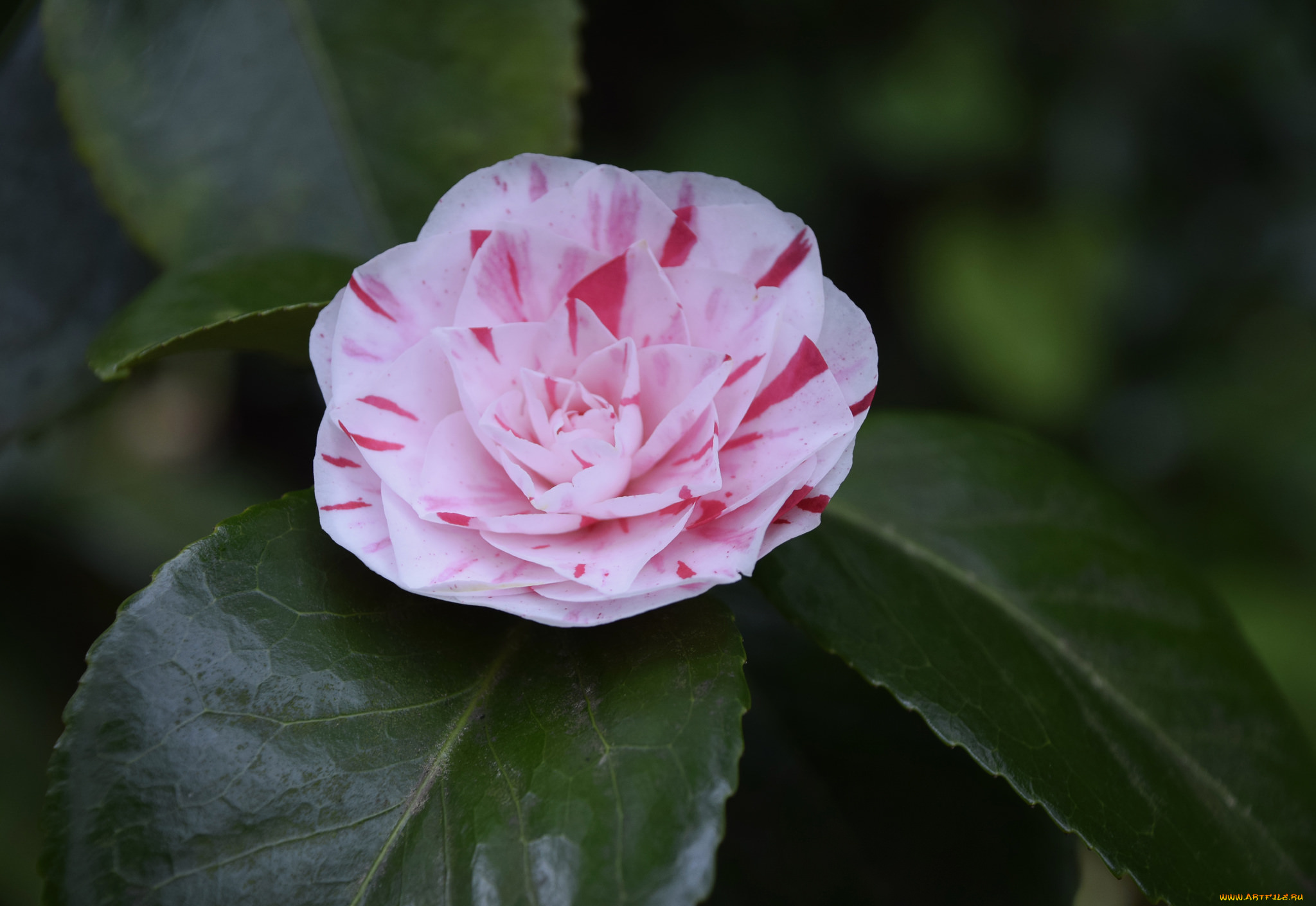 цветы, камелии, кустарник, цветение, бутон, листья, камелия, bud, leaf, camellia, shrubs, flowering