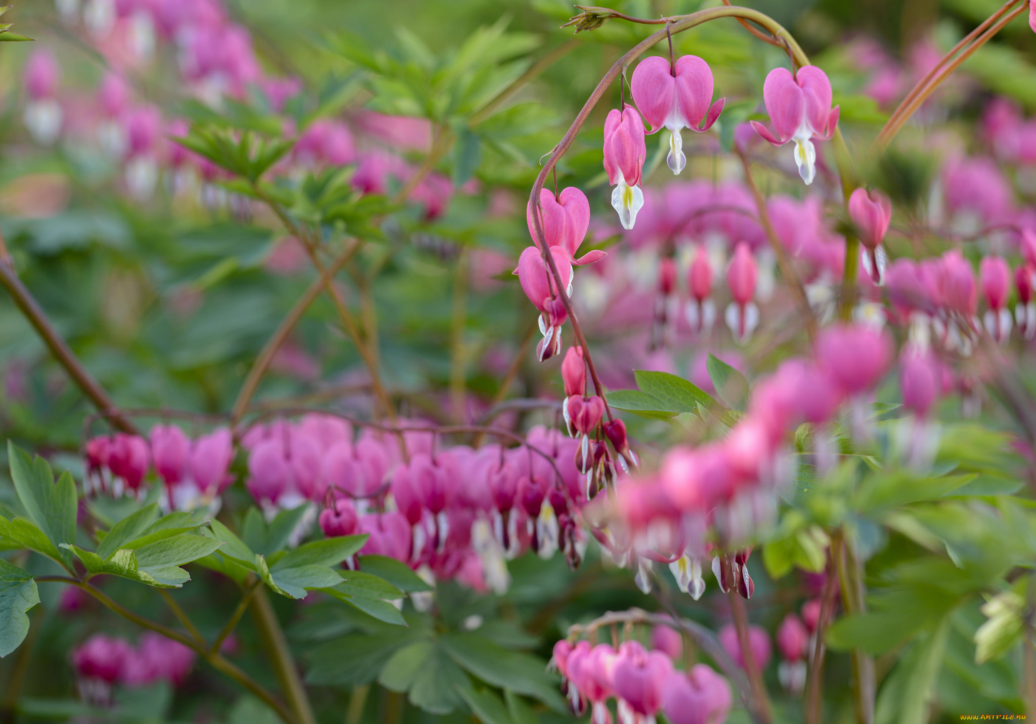 цветы, дицентра, , разбитое, сердце, цветок, сердце, цветение, весна, куст