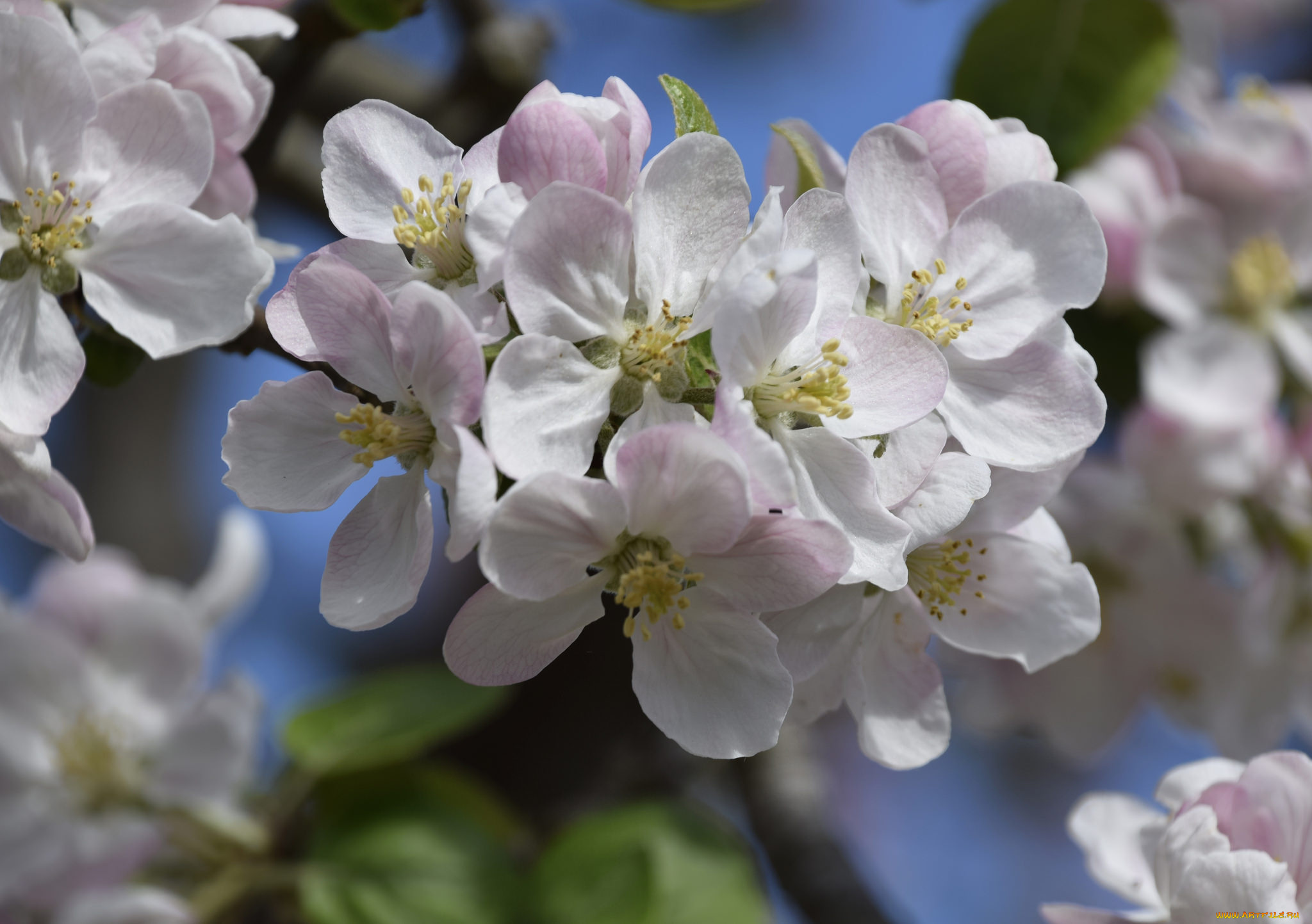 цветы, цветущие, деревья, , , кустарники, цветение, листья, цветок, ветка, нежность