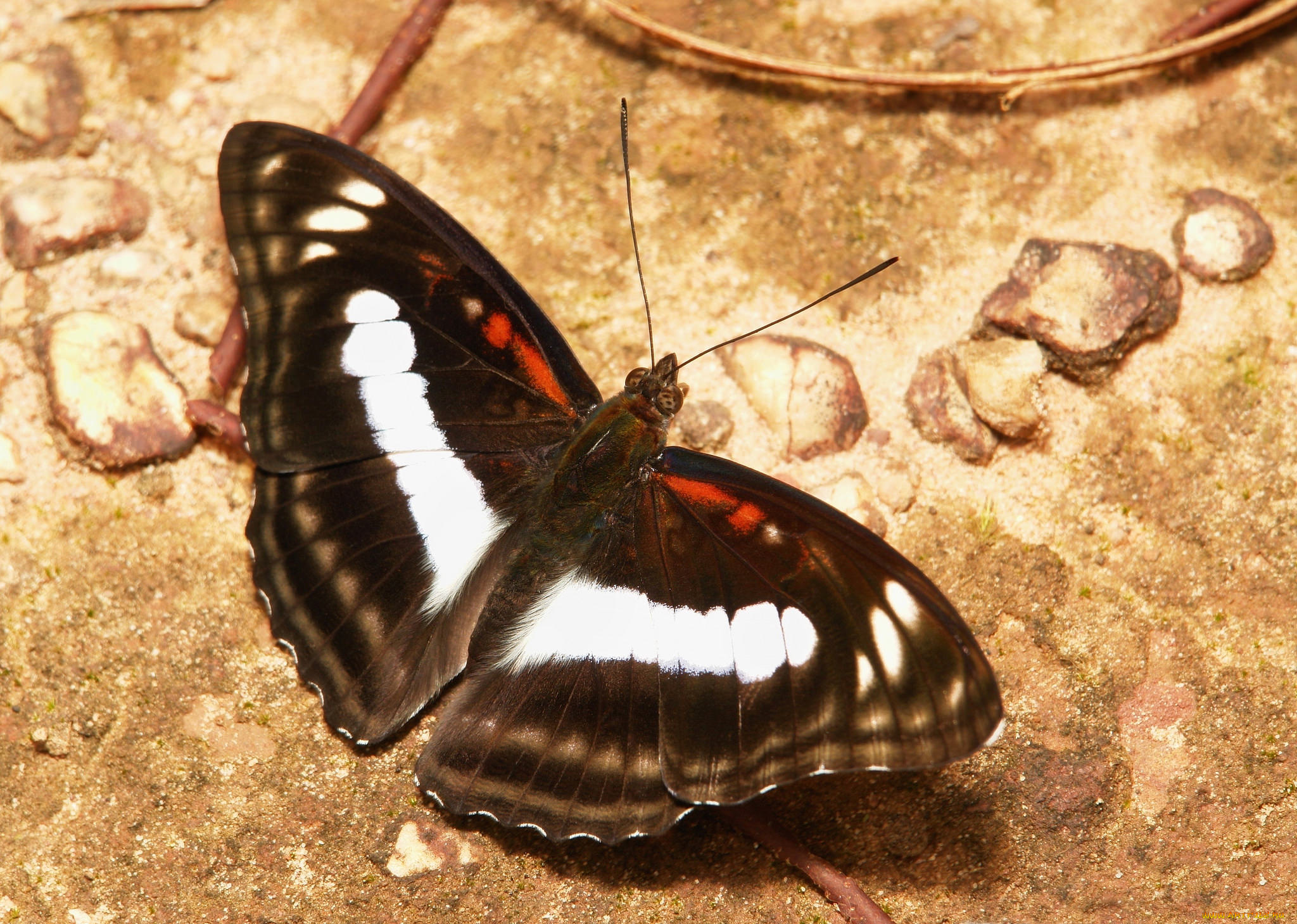 животные, бабочки, , мотыльки, , моли, бабочка