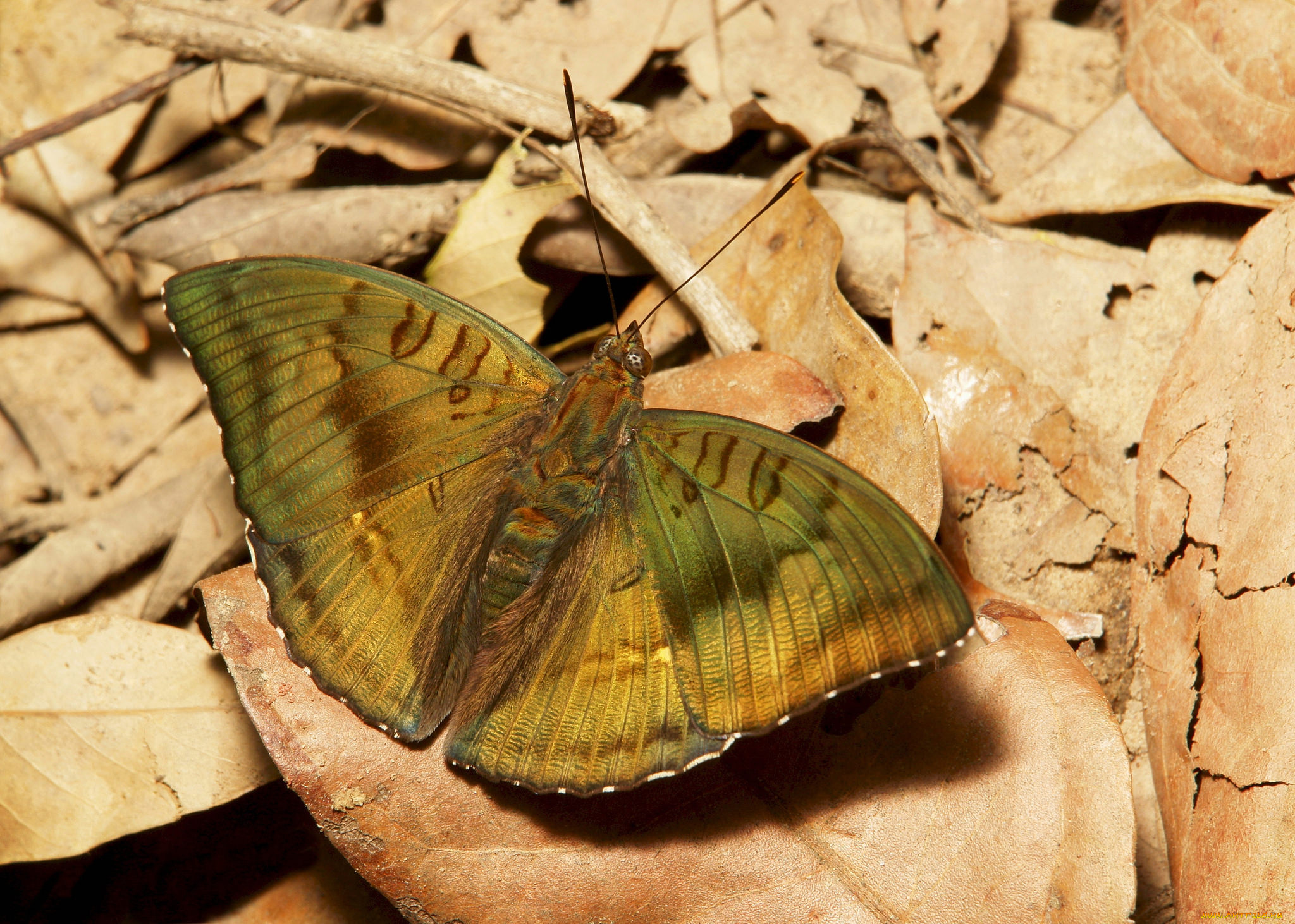 животные, бабочки, , мотыльки, , моли, бабочка