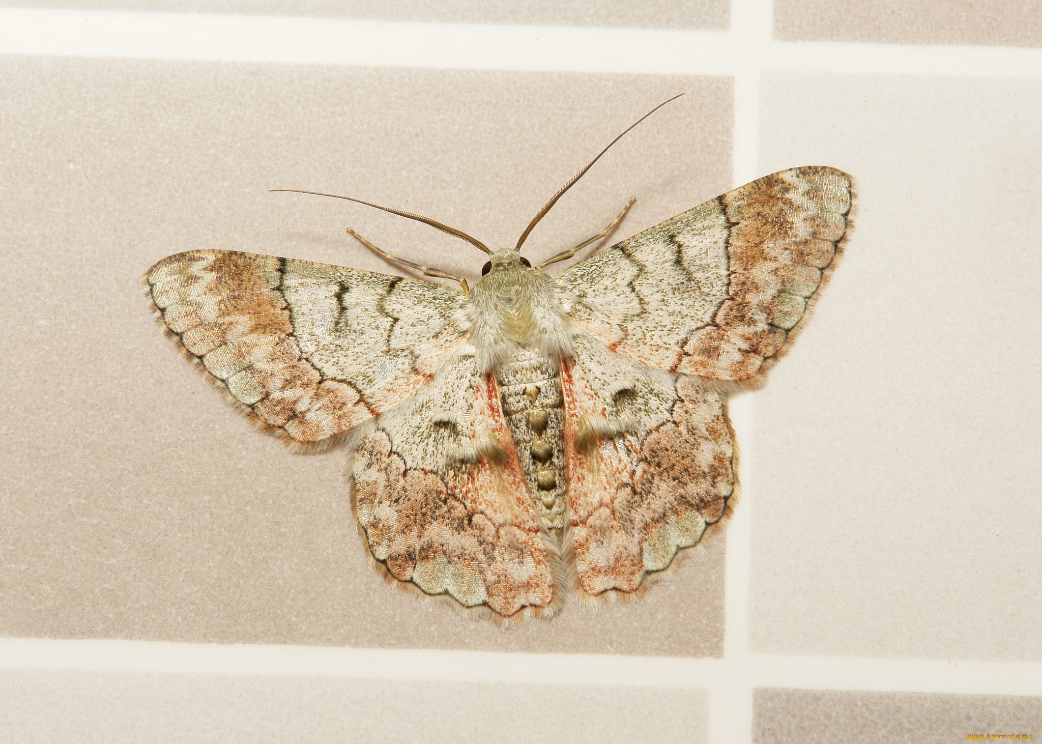 животные, бабочки, , мотыльки, , моли, моль