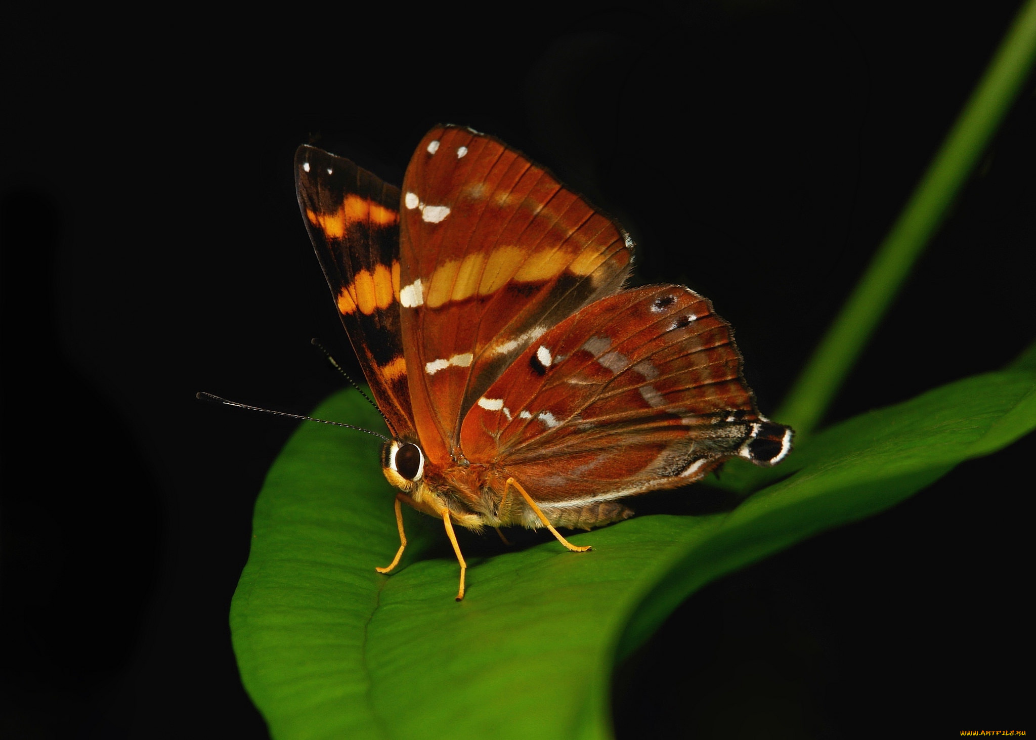 животные, бабочки, , мотыльки, , моли, бабочка