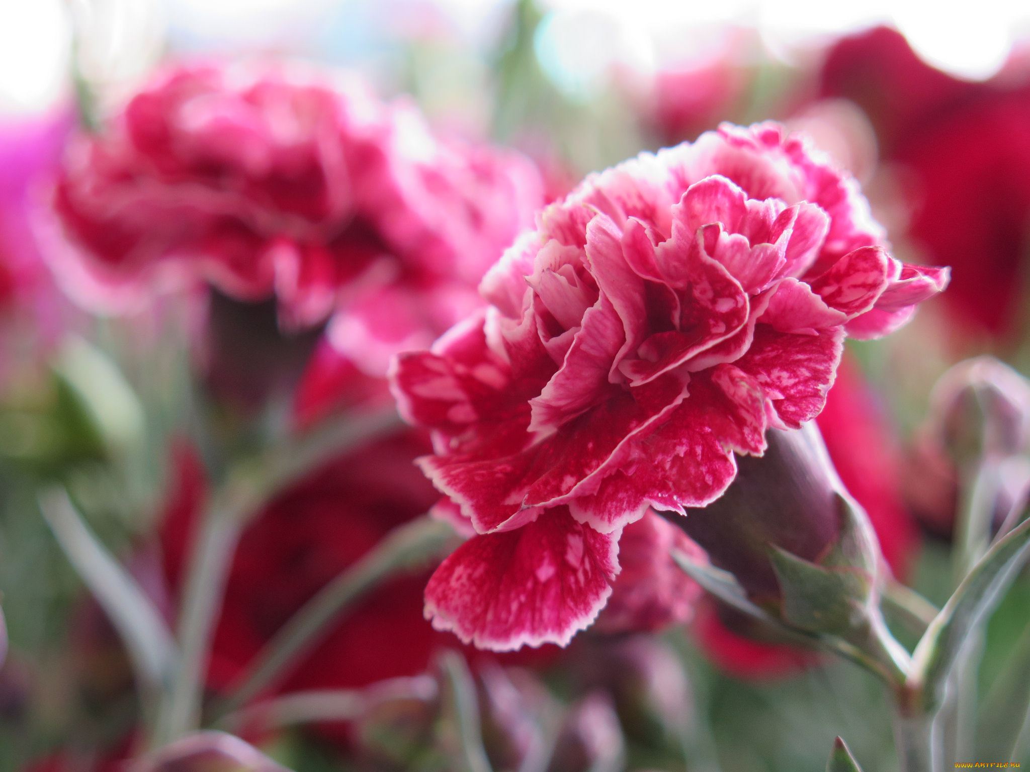 цветы, гвоздики, цветение, цветок, стебель, листья, гвоздика