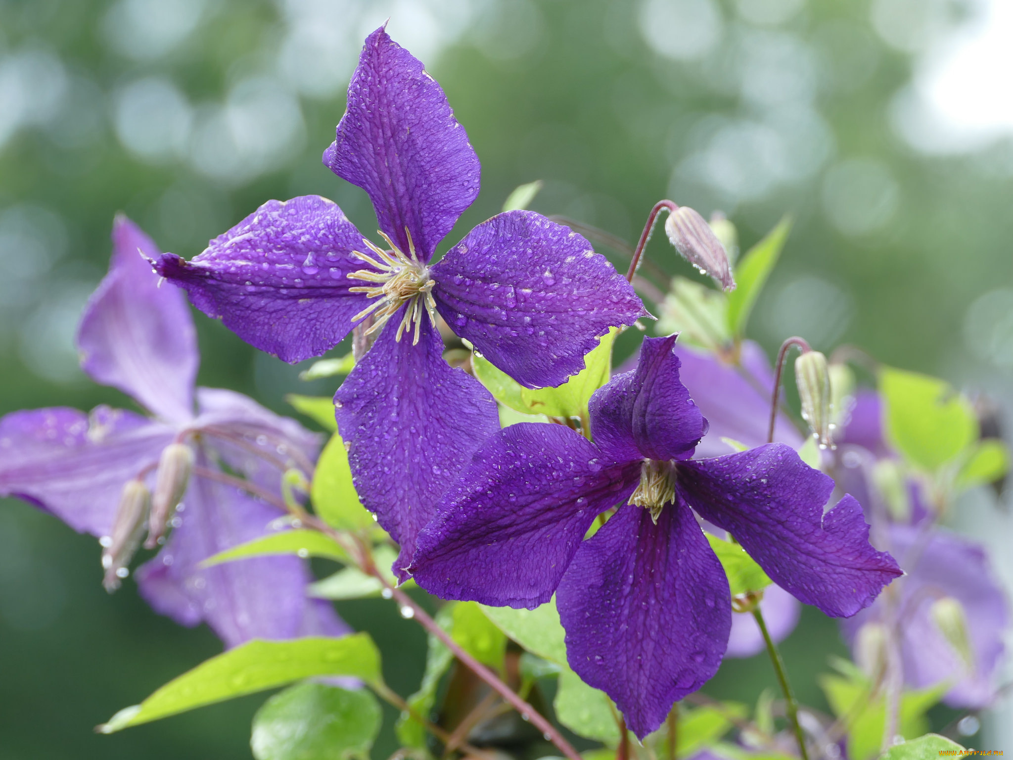 цветы, клематис, , ломонос, капли, макро, клематис, розовый