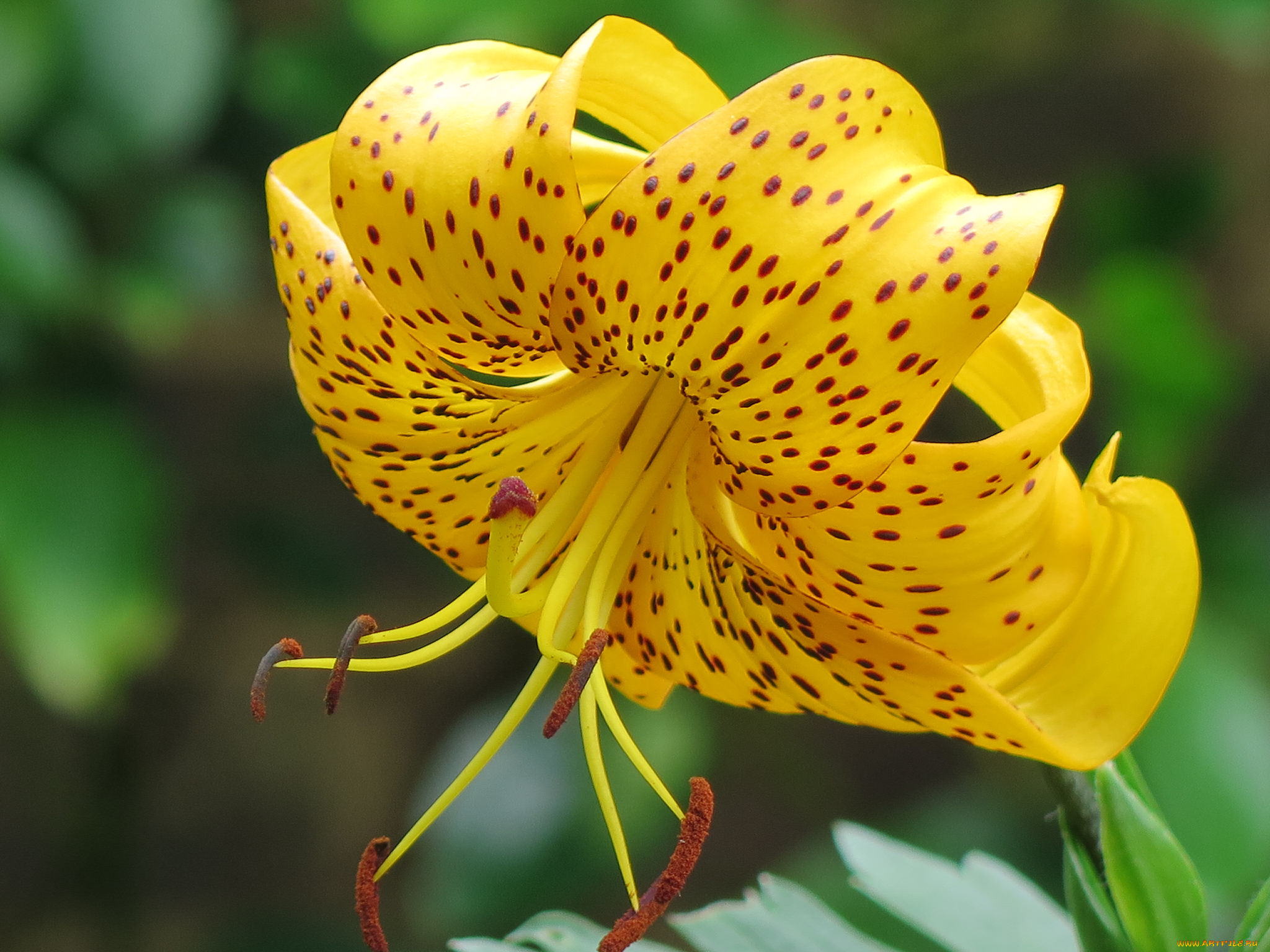 цветы, лилии, , лилейники, blooms, buds, pink, lily, цветение, бутоны, розовые