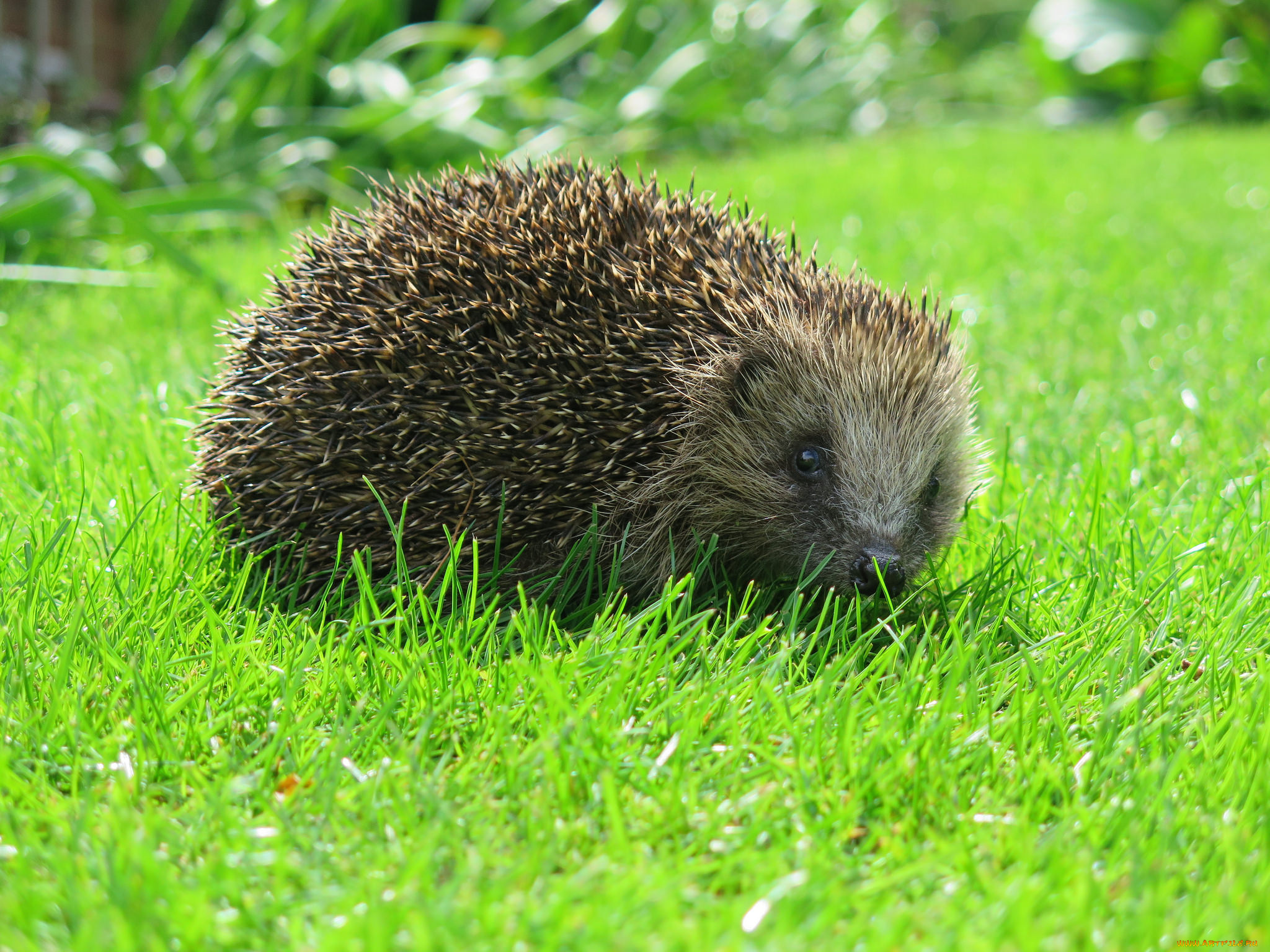 животные, ежи, забавный, нос, колючки, ежик