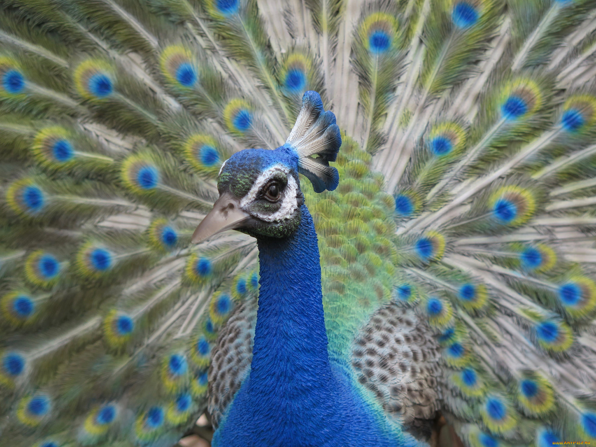 животные, павлины, птица, хвост, окрас, перья, павлин