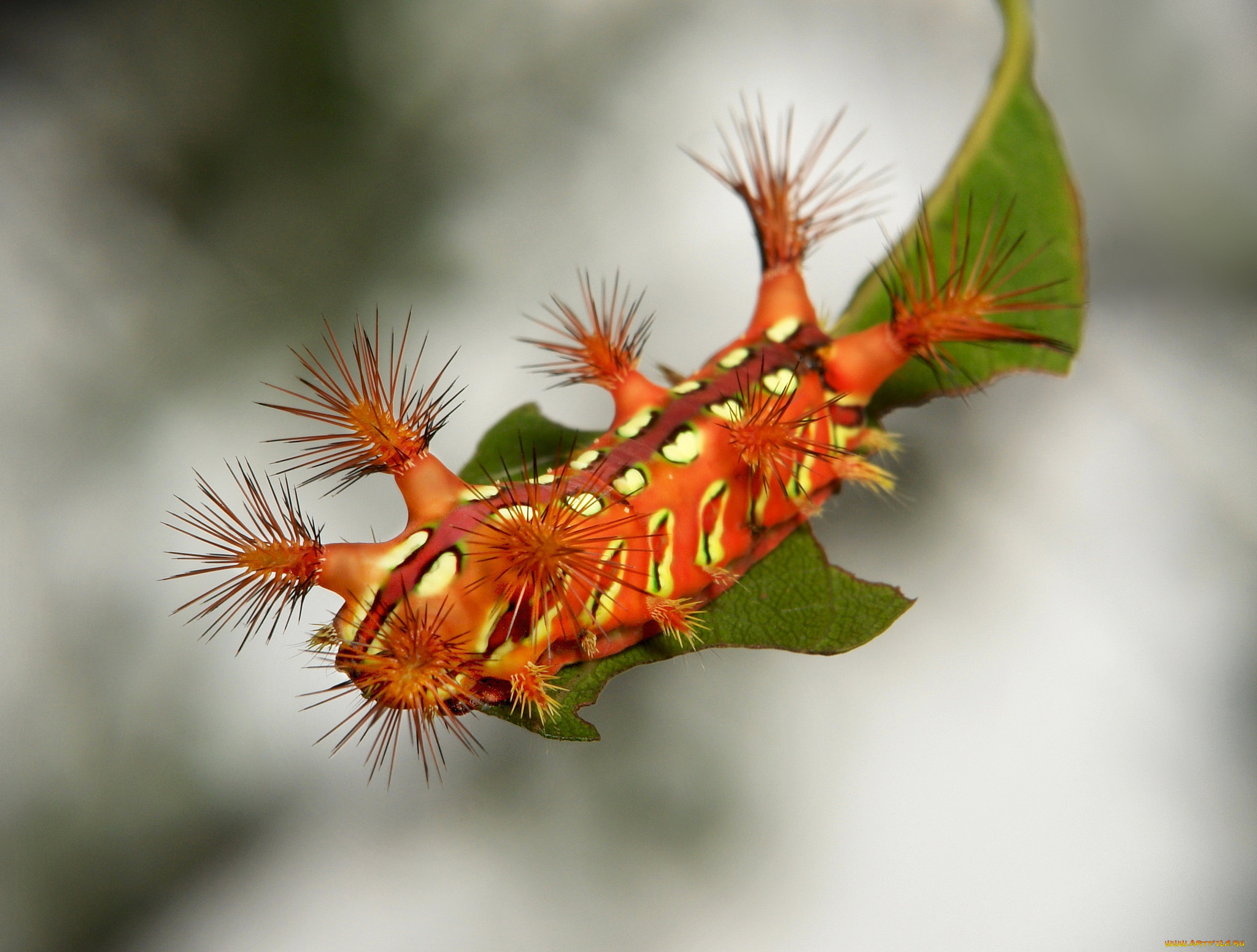 животные, гусеницы, гусеница