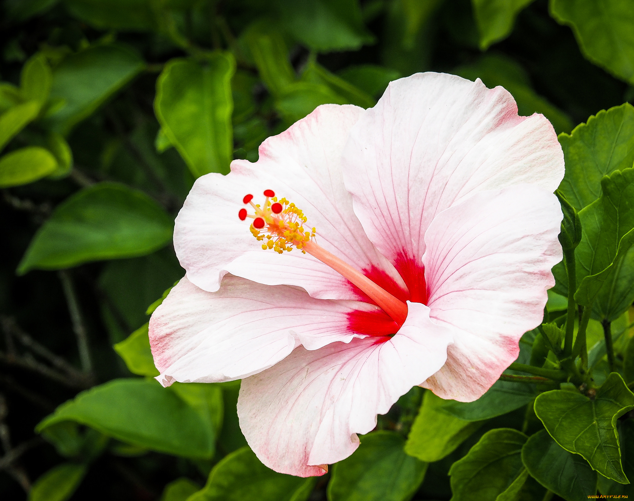 цветы, гибискусы, листики, гибискус, тычинки, цветение, ярко, лепестки