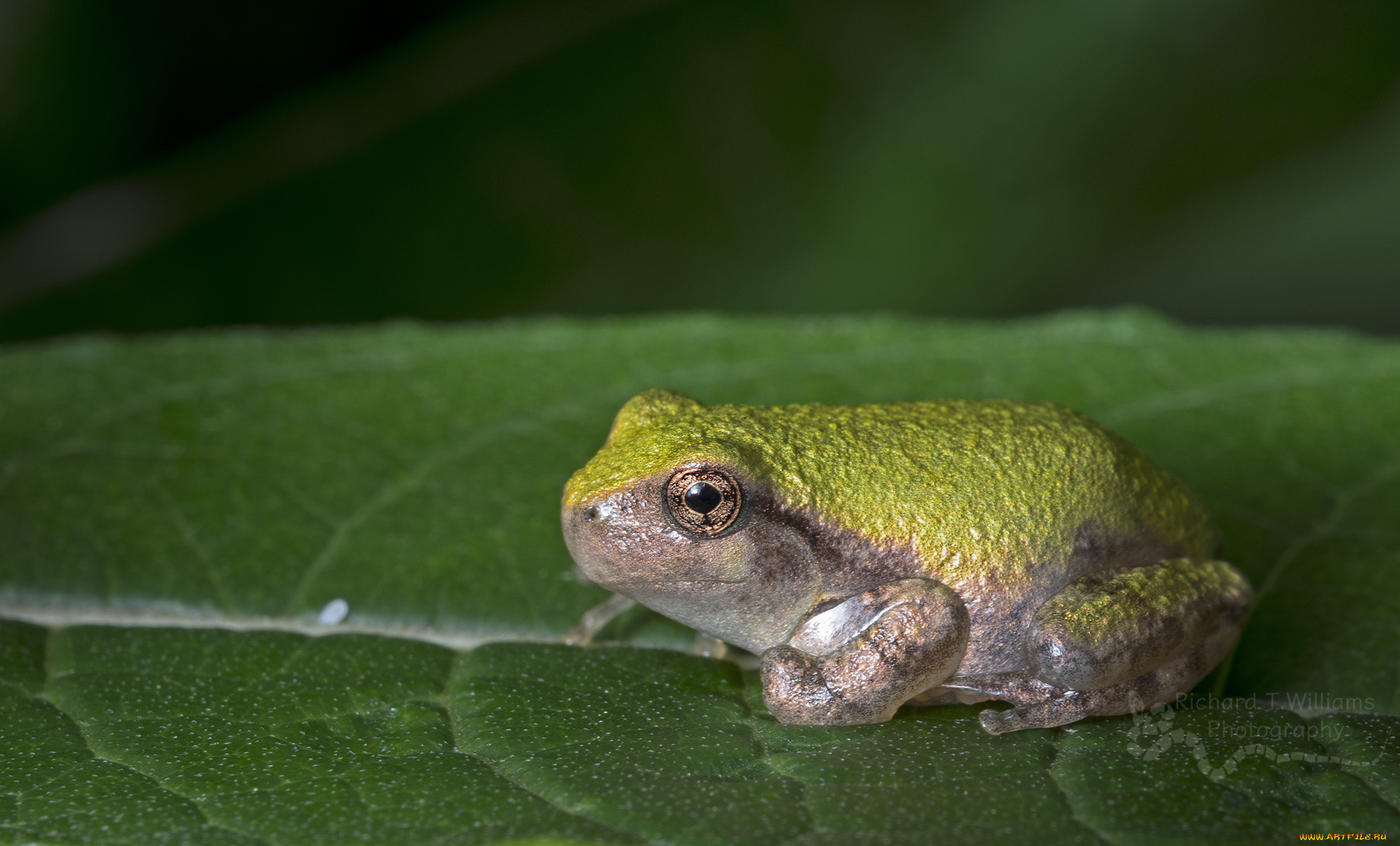 животные, лягушки, flower, frog, цветок, лягушка