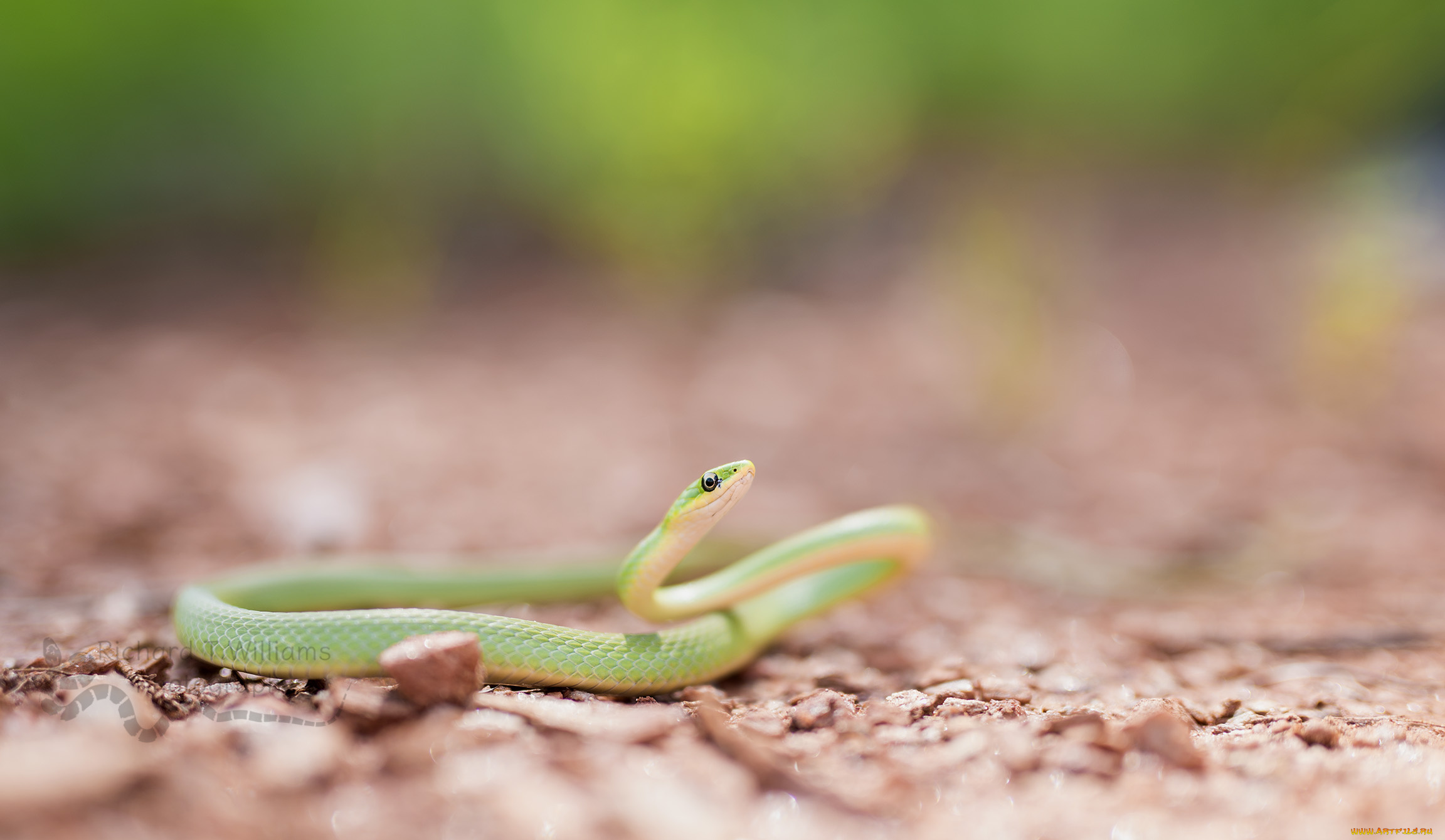 животные, змеи, , питоны, , кобры, фон, макро, опасна, окрас, змея