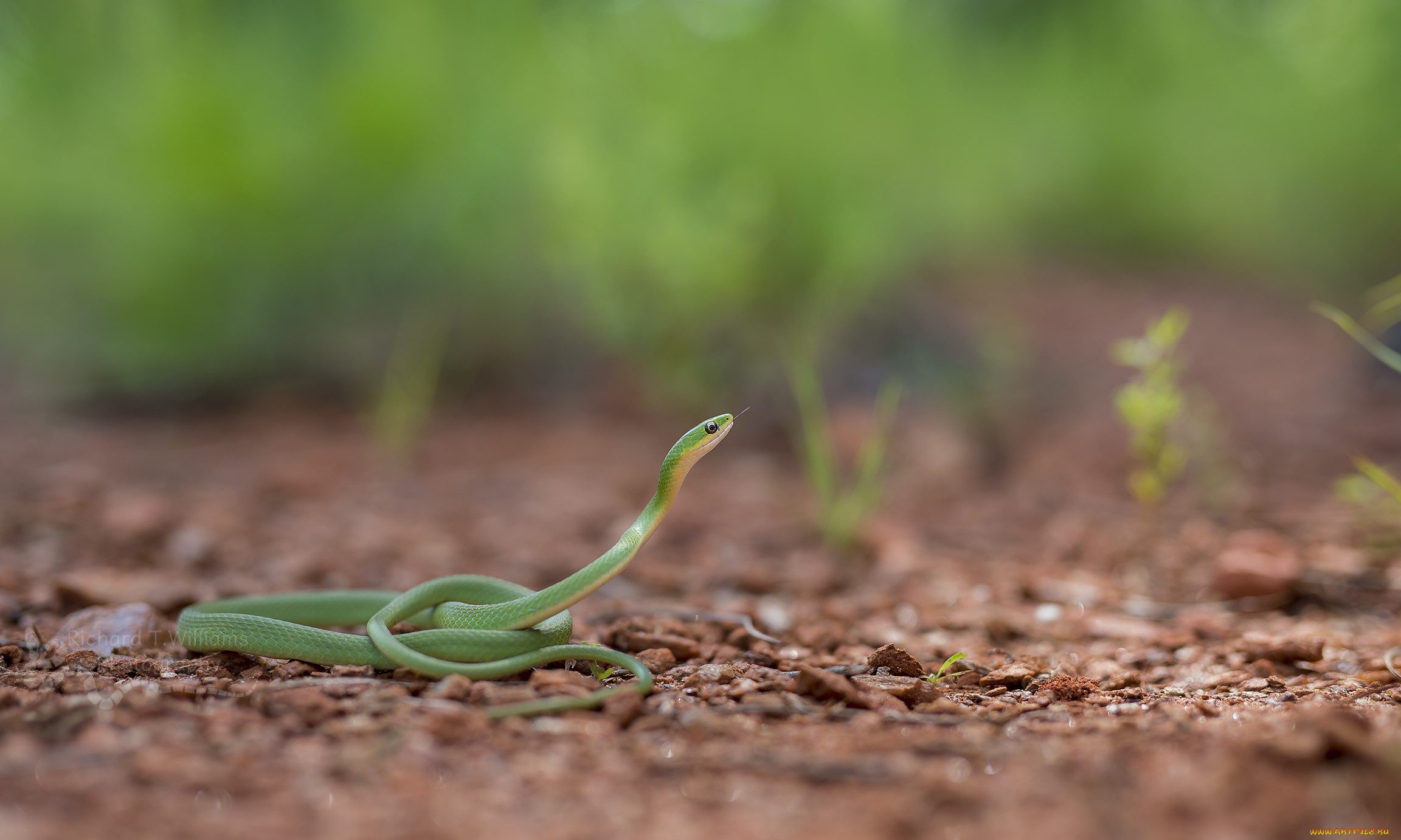 животные, змеи, , питоны, , кобры, фон, макро, опасна, окрас, змея