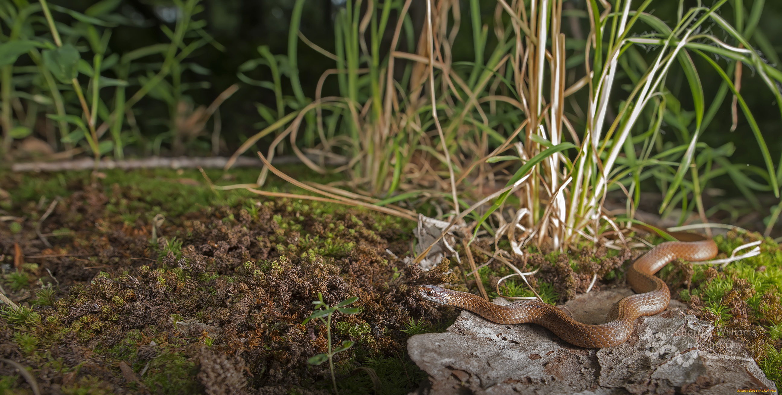 животные, змеи, , питоны, , кобры, ядовитая, окрас, змея