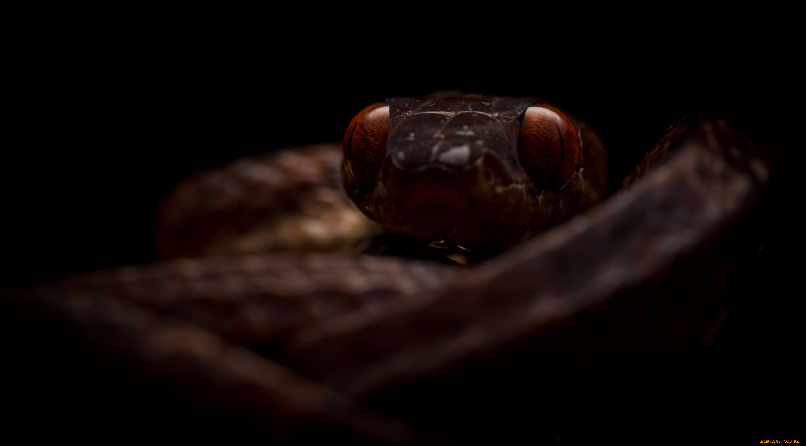 животные, змеи, , питоны, , кобры, фон, змея, природа