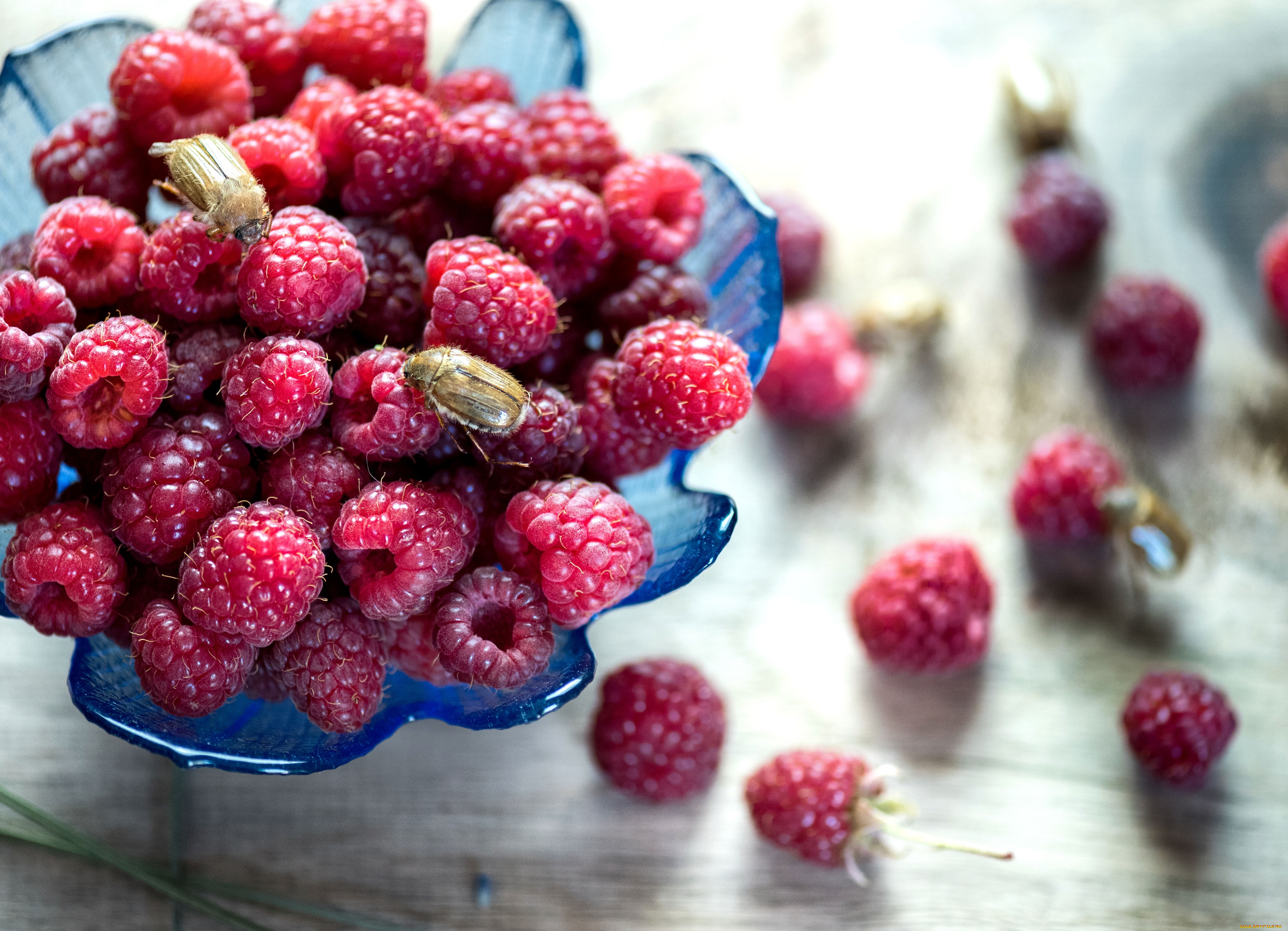 еда, малина, букашки, ягода