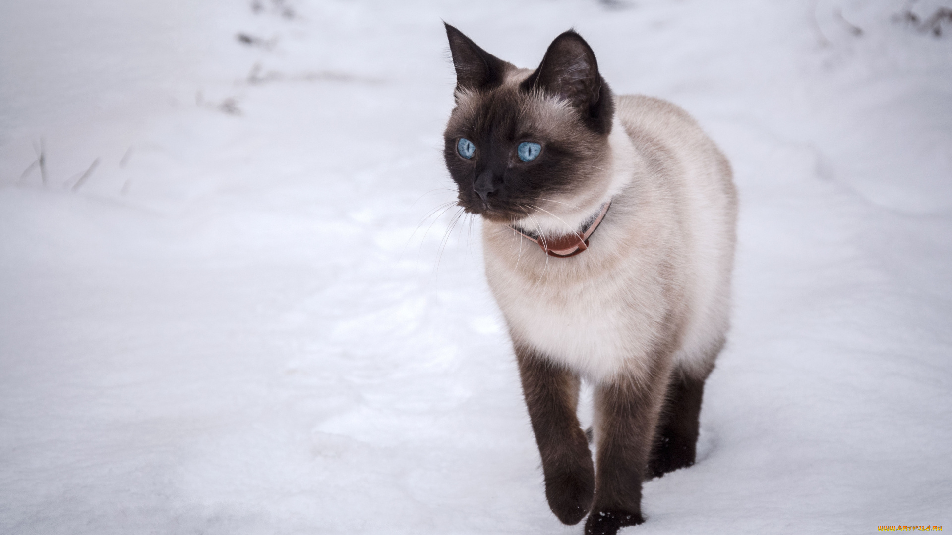 животные, коты, кошка