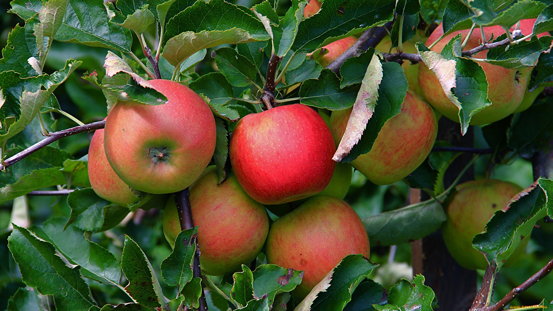 природа, плоды, яблоки