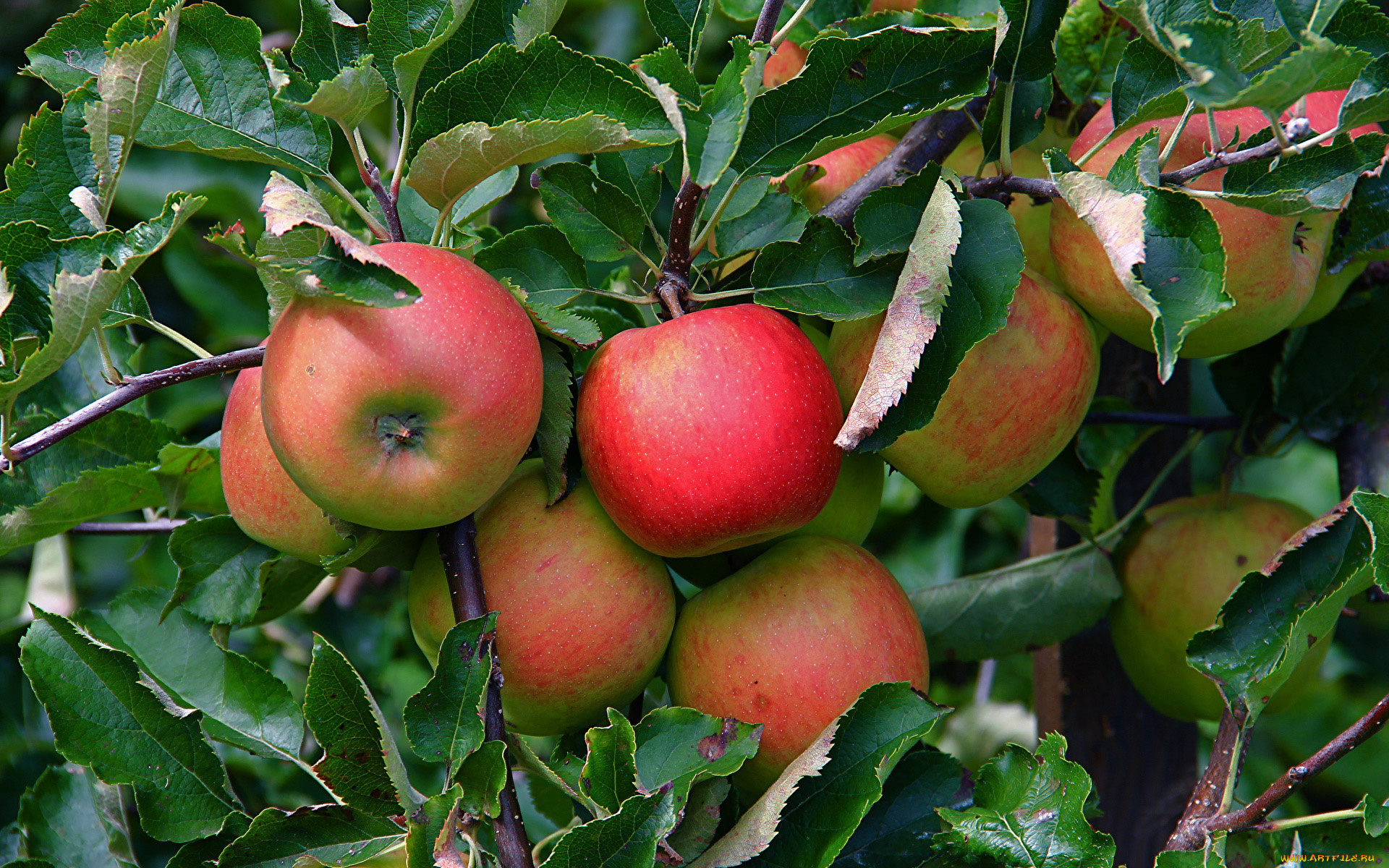 природа, плоды, яблоки