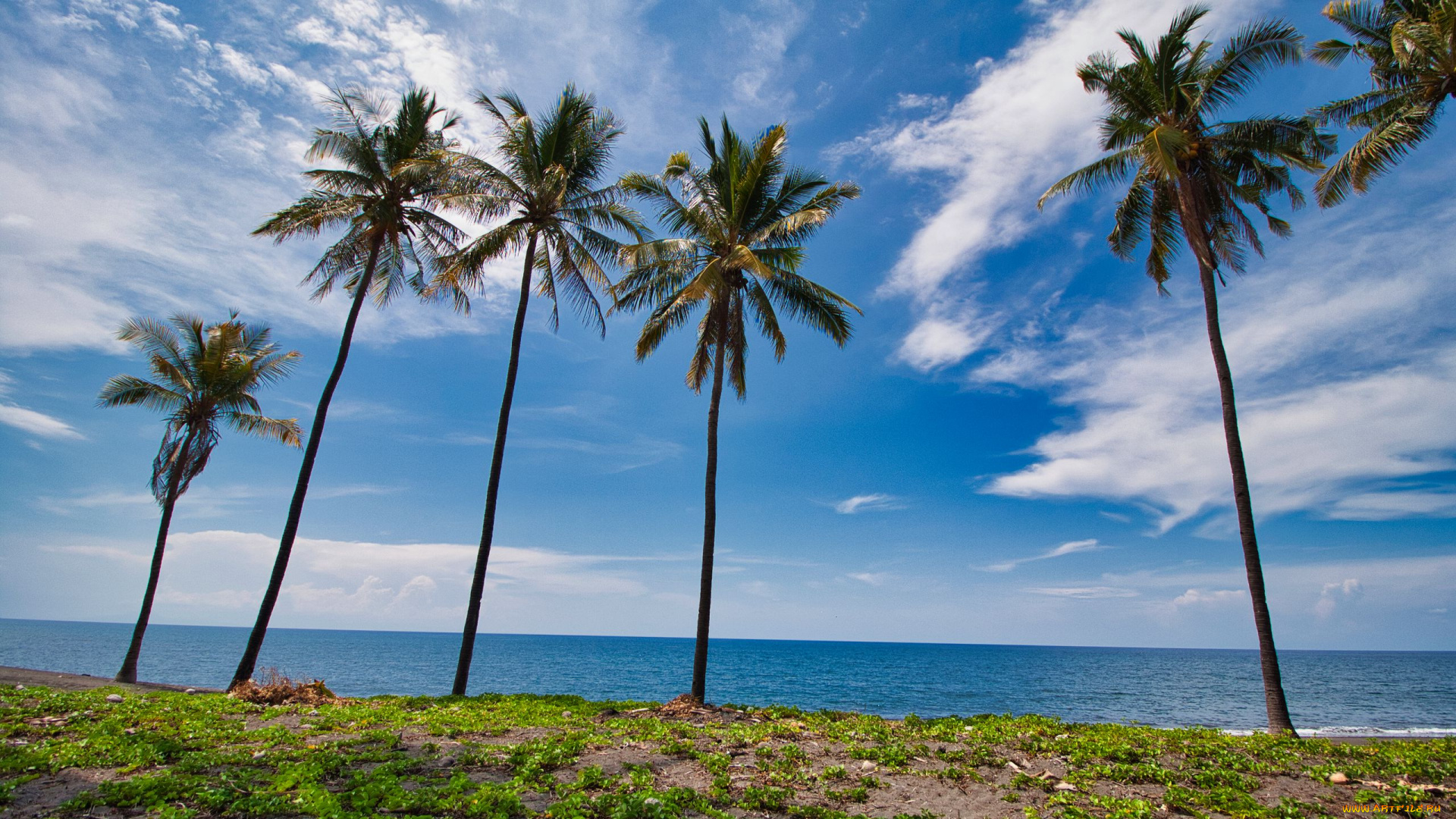 природа, тропики, гамак, пальмы, море
