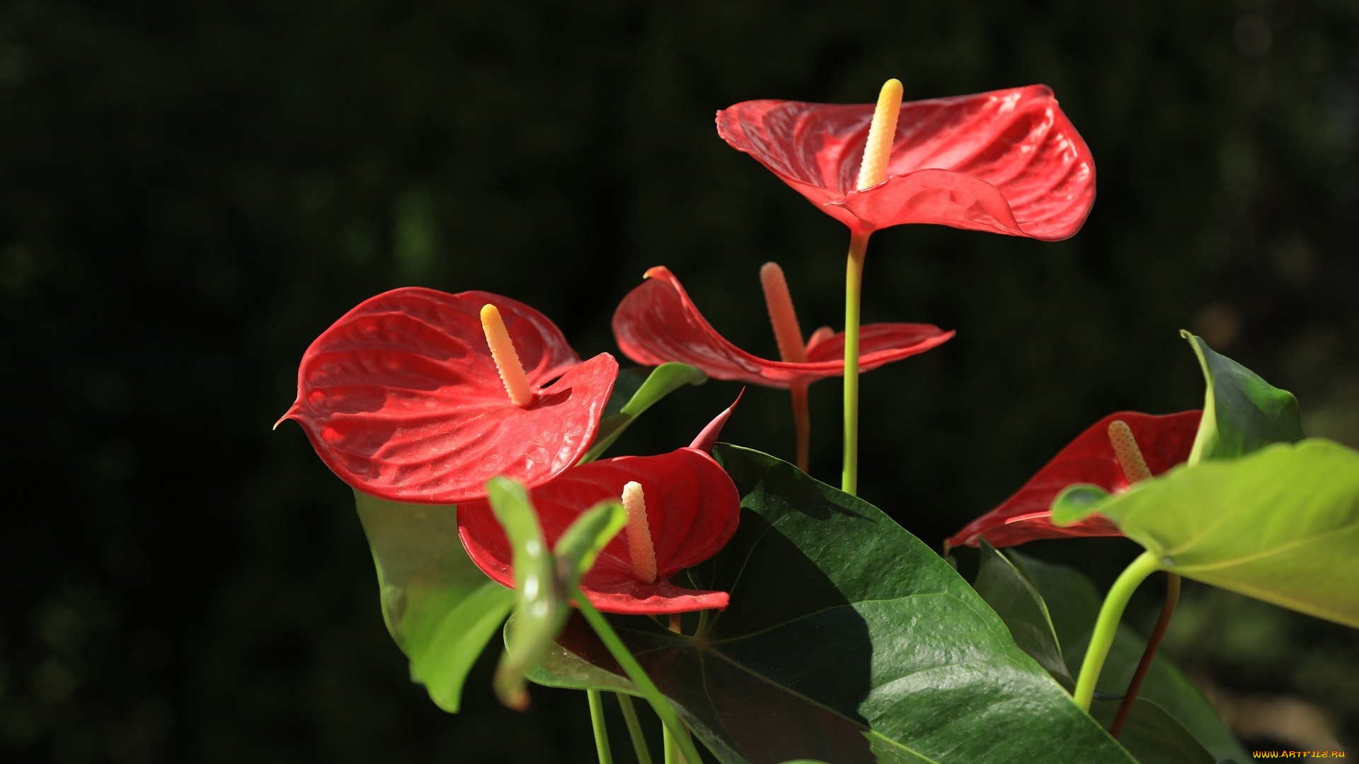 цветы, антуриум, , цветок, фламинго, алый, антуриум, зеленые, листья