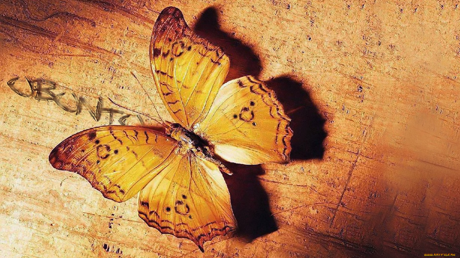 животные, бабочки, , мотыльки, , моли, бабочка, пергамент