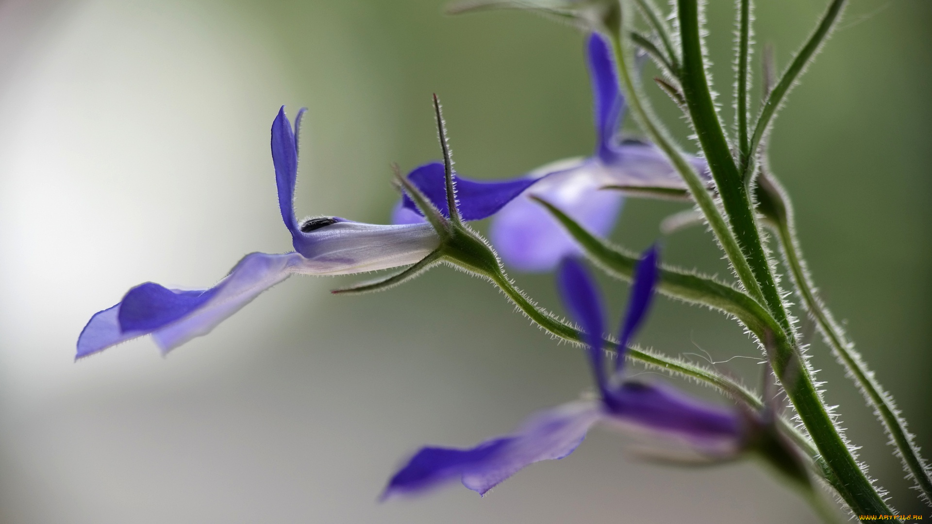 цветы, луговые, , полевые, , цветы, цветок