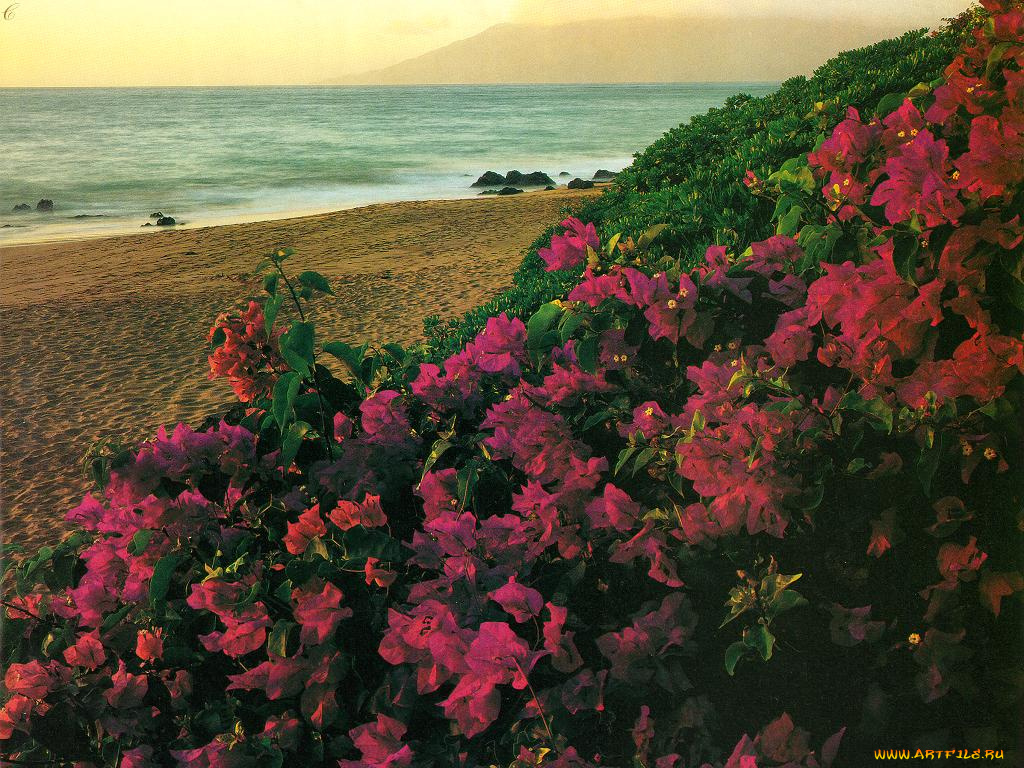 цветы, бугенвиллея