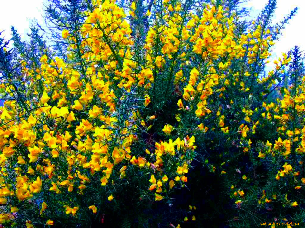 цветы, цветущие, деревья, кустарники