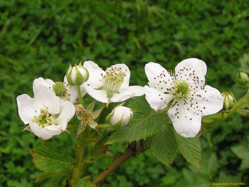цветы, цветущие, деревья, кустарники