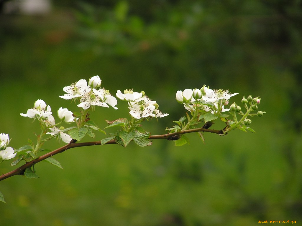 цветы, цветущие, деревья, кустарники